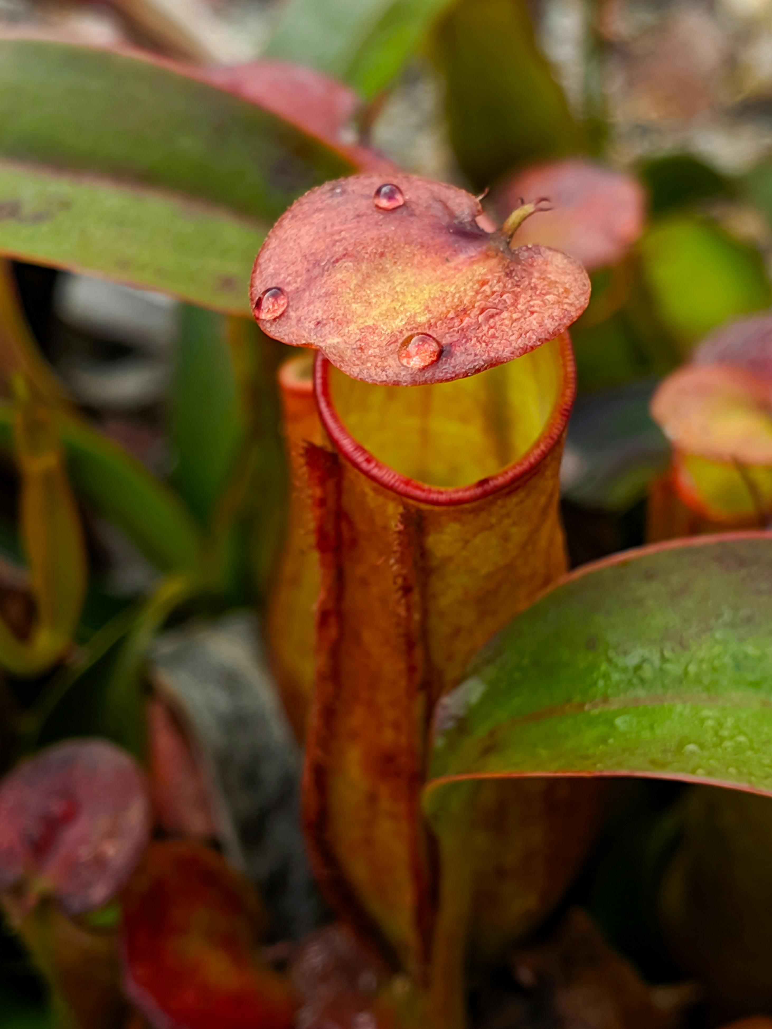 Nepenthes Photo, Download The BEST Free Nepenthes & HD Image