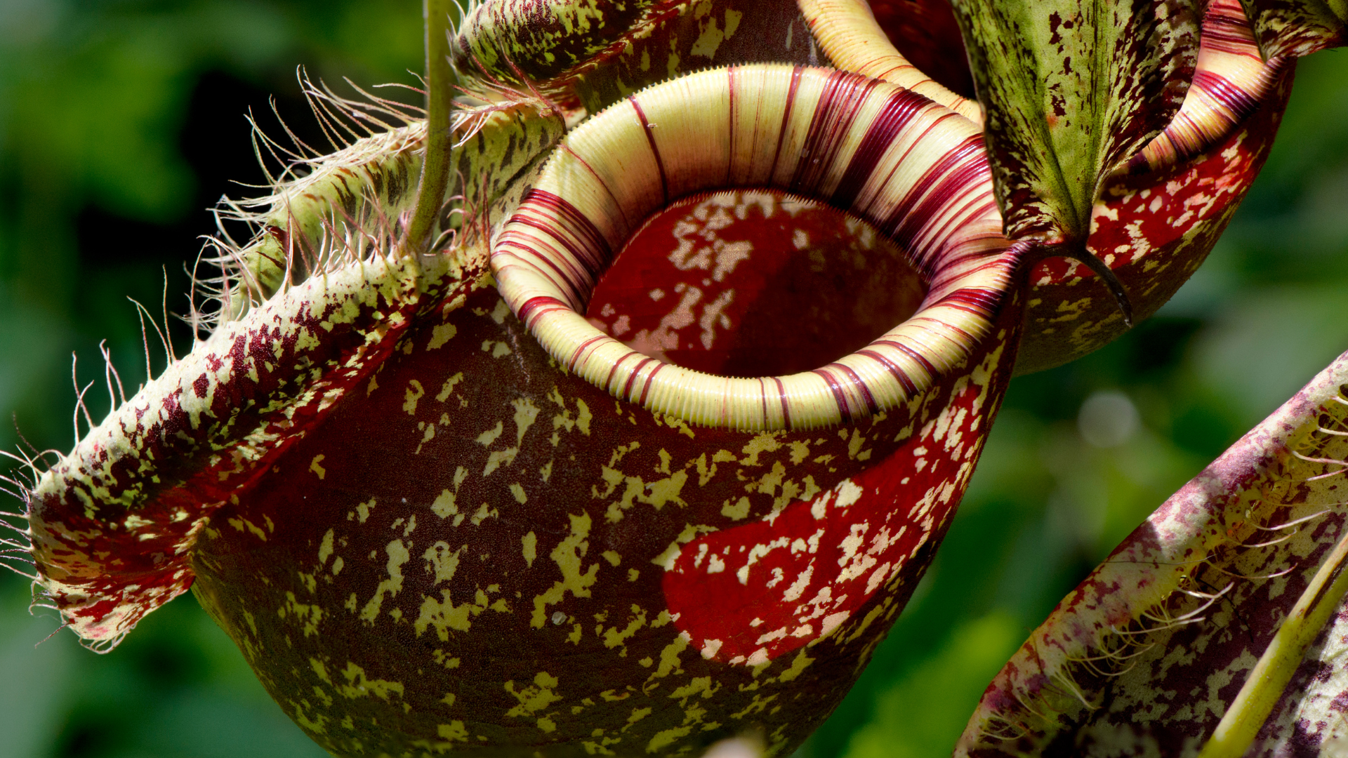 Nepenthes Pitcher Plants