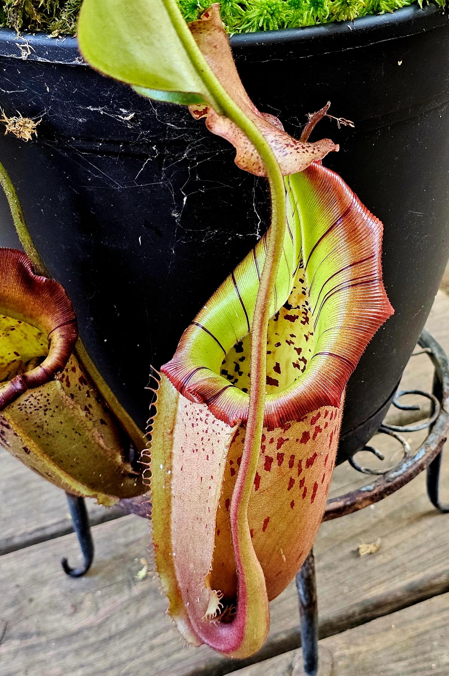 Watering day nepenthes pics