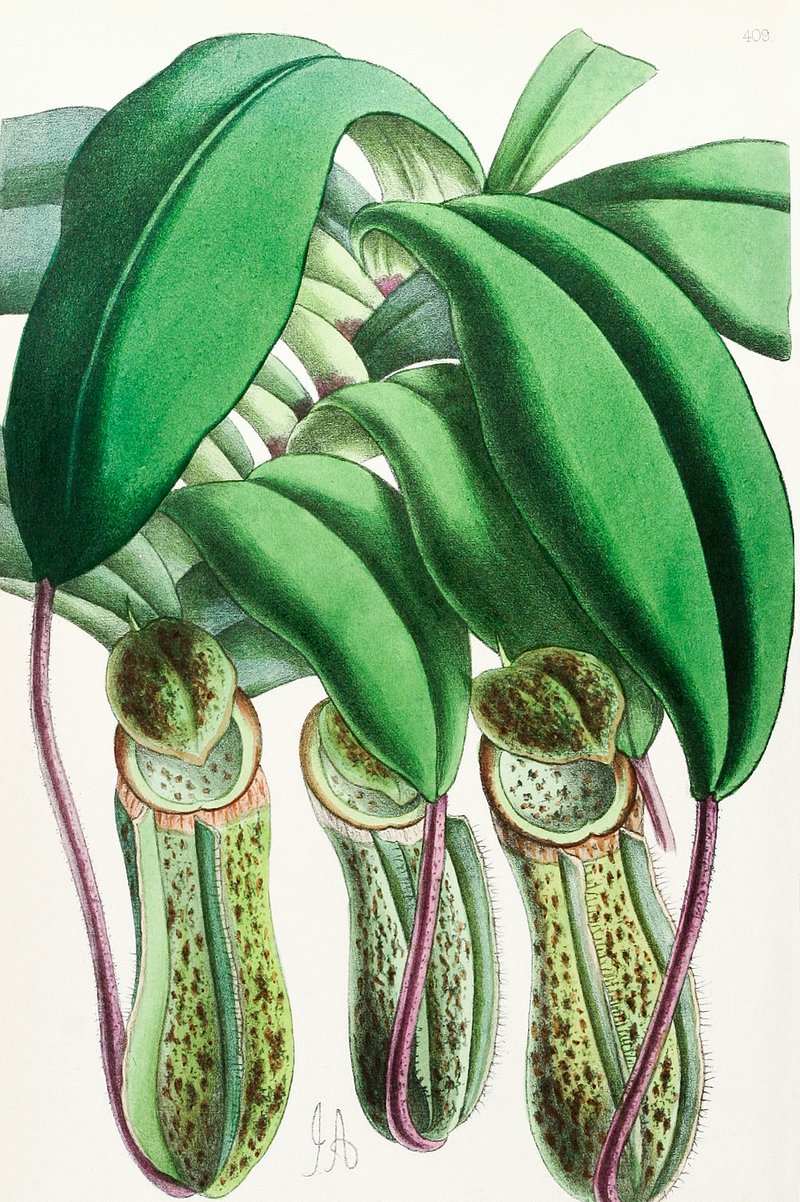 Nepenthes Image Wallpaper