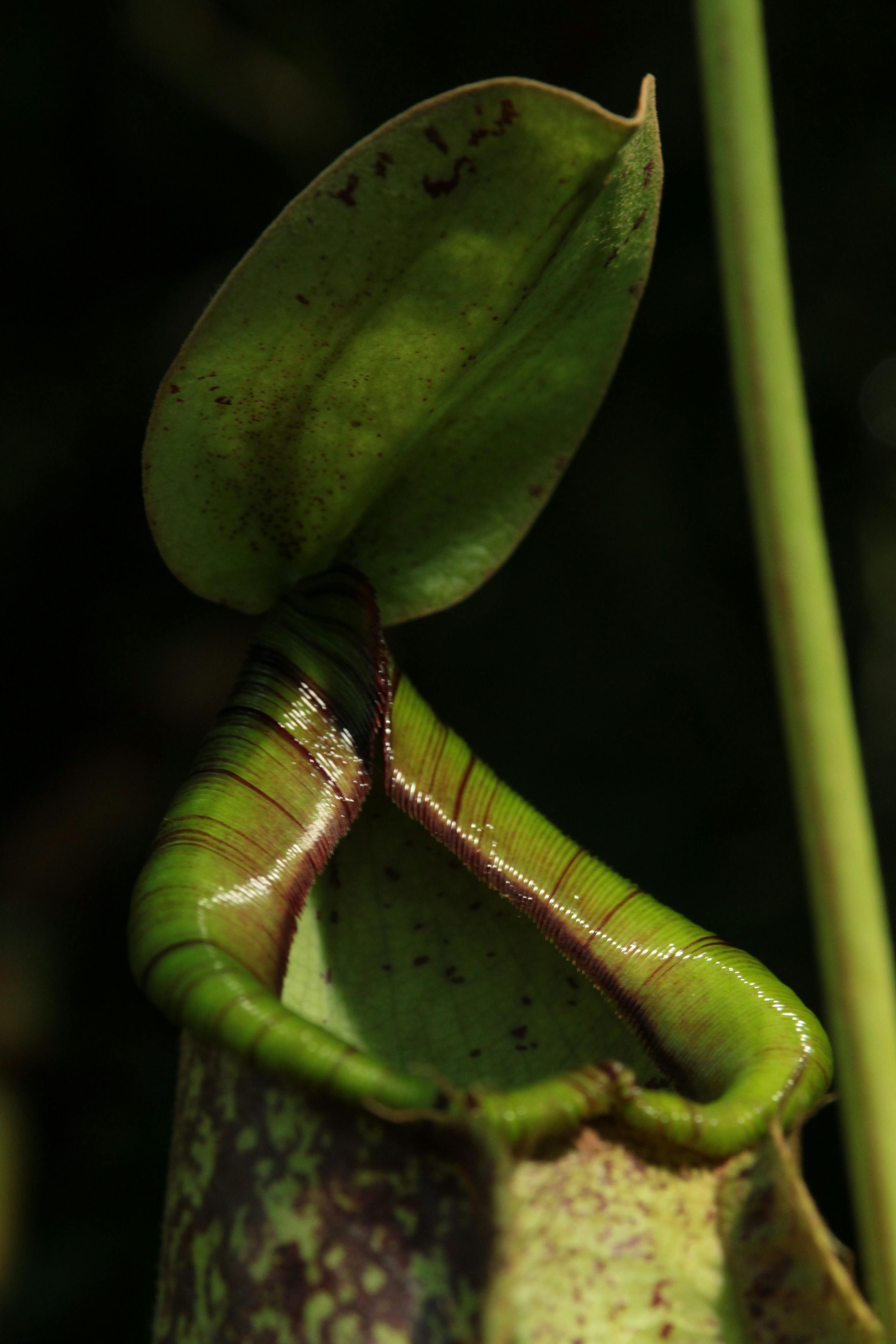 Nepenthes Photo, Download The BEST Free Nepenthes & HD Image