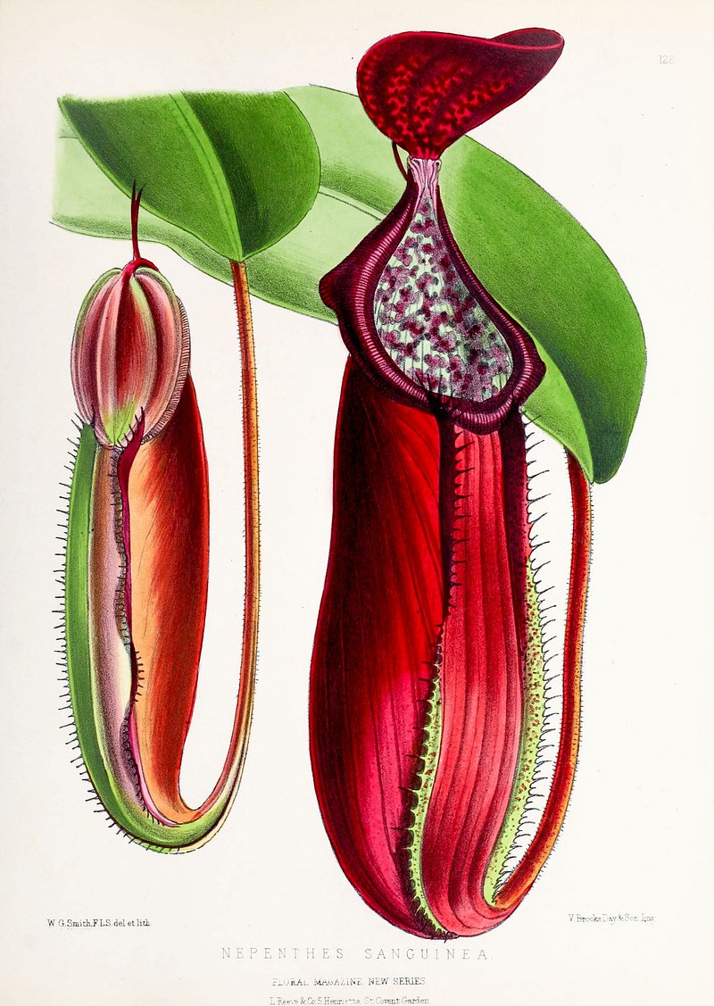 Nepenthes Image Wallpaper