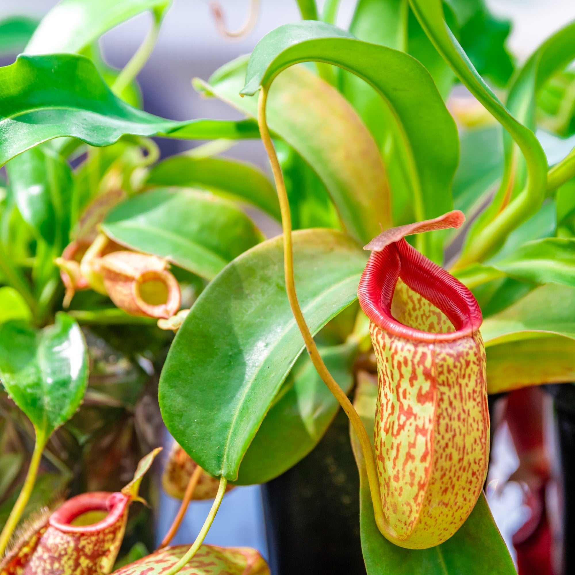 Asian Pitcher plant
