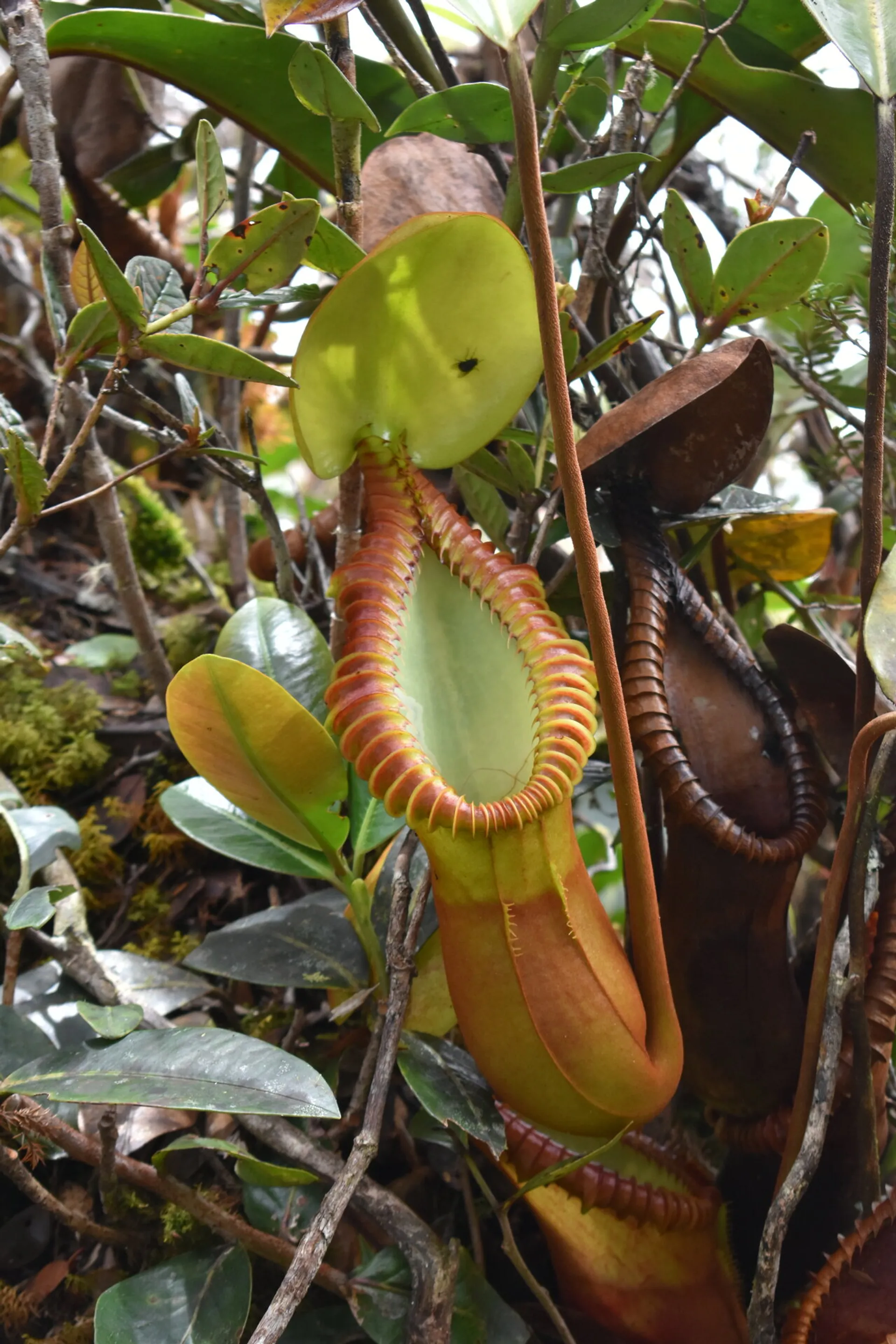 Nepenthes macrophylla. Tom's Carnivores