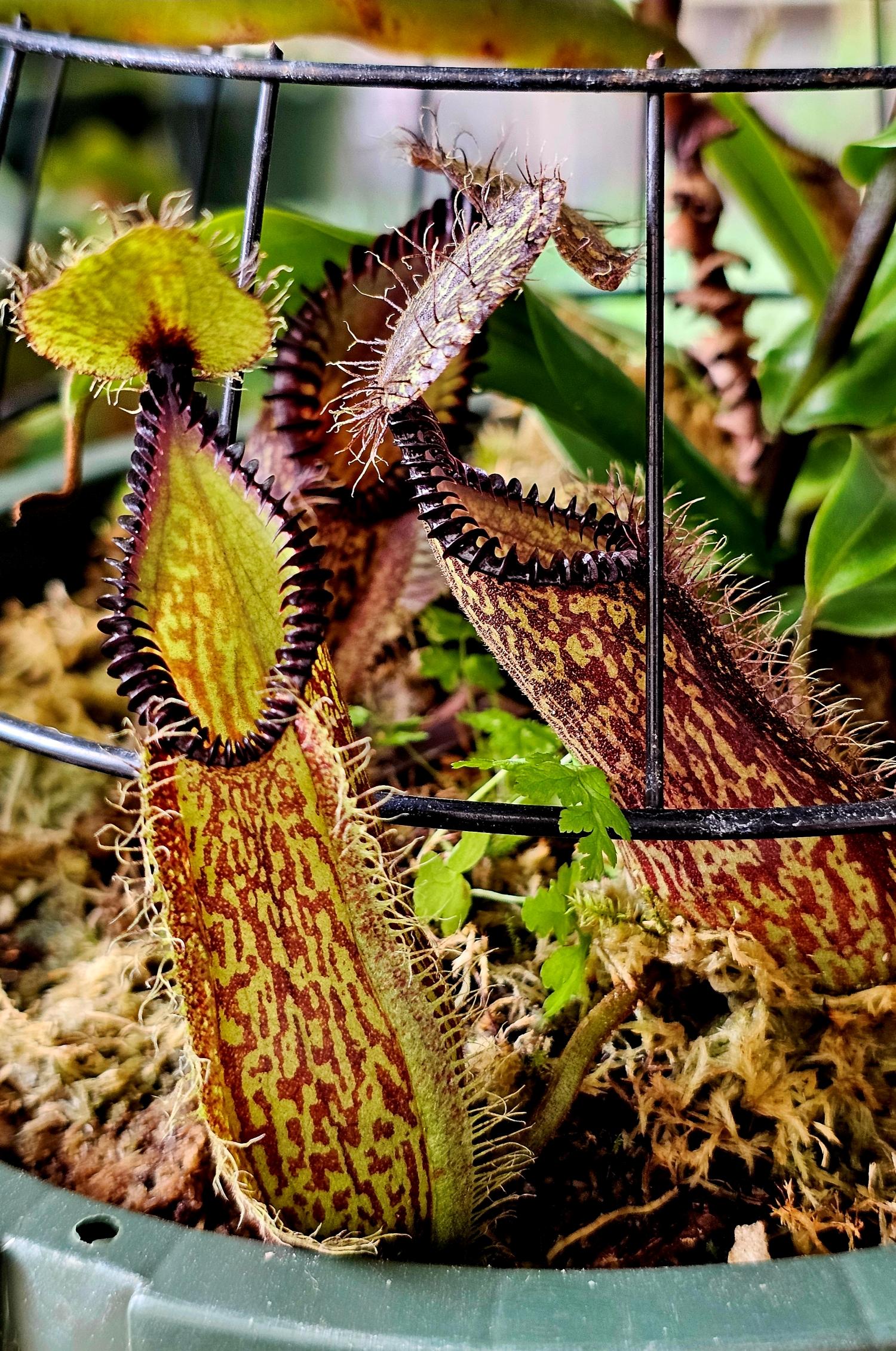 Watering day nepenthes pics