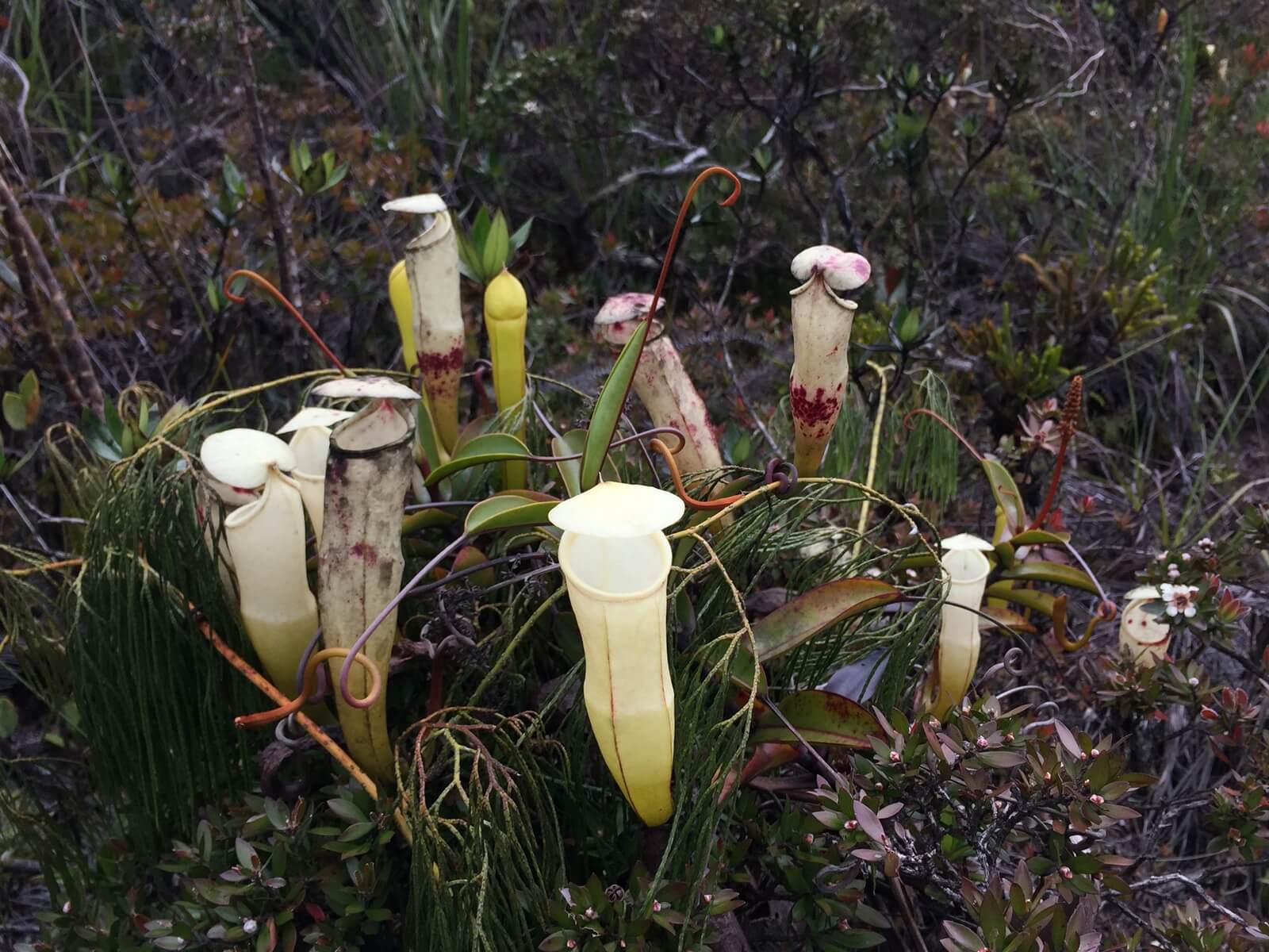 The World of Nepenthes