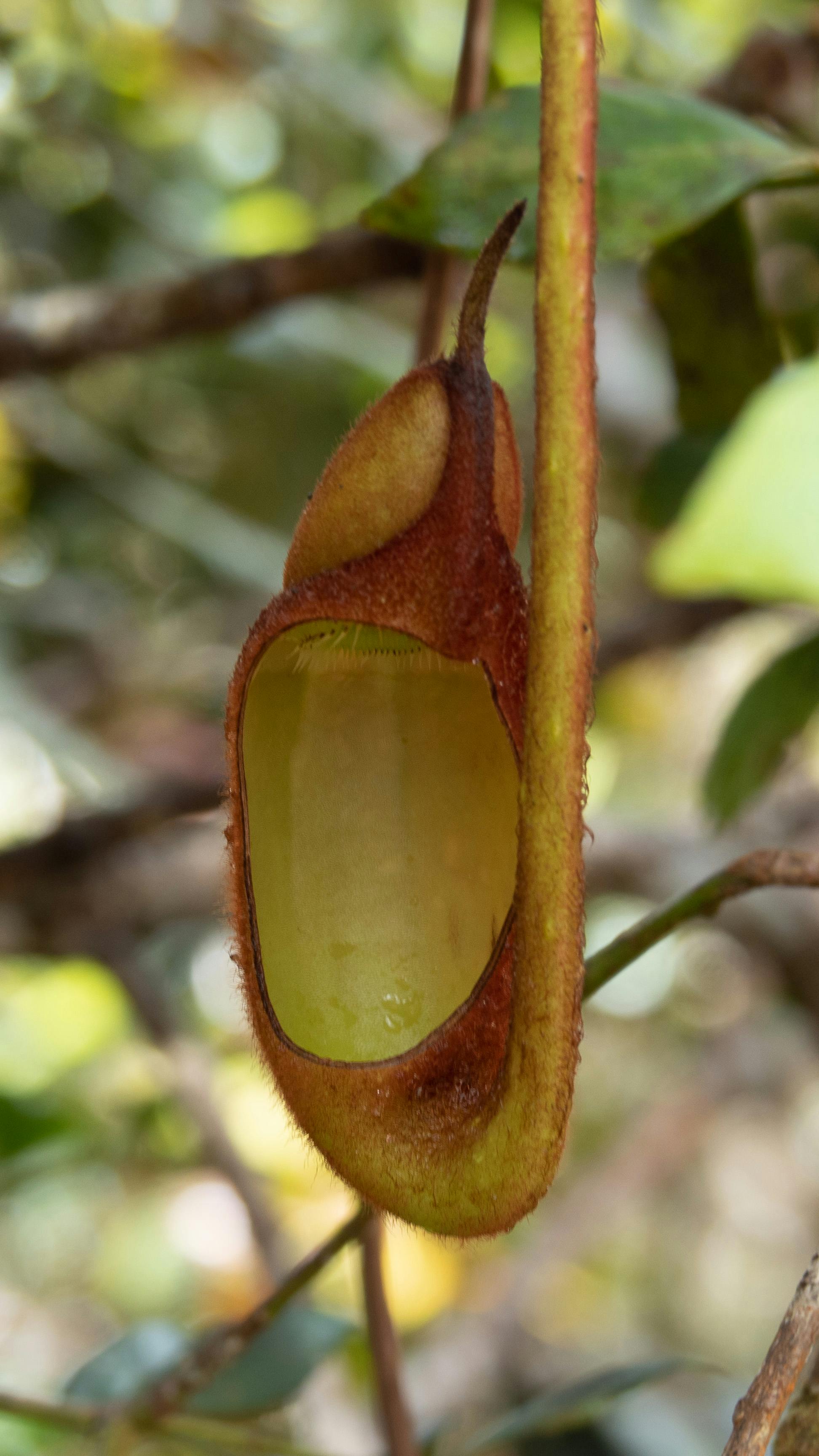 Nepenthes Photo, Download The BEST Free Nepenthes & HD Image