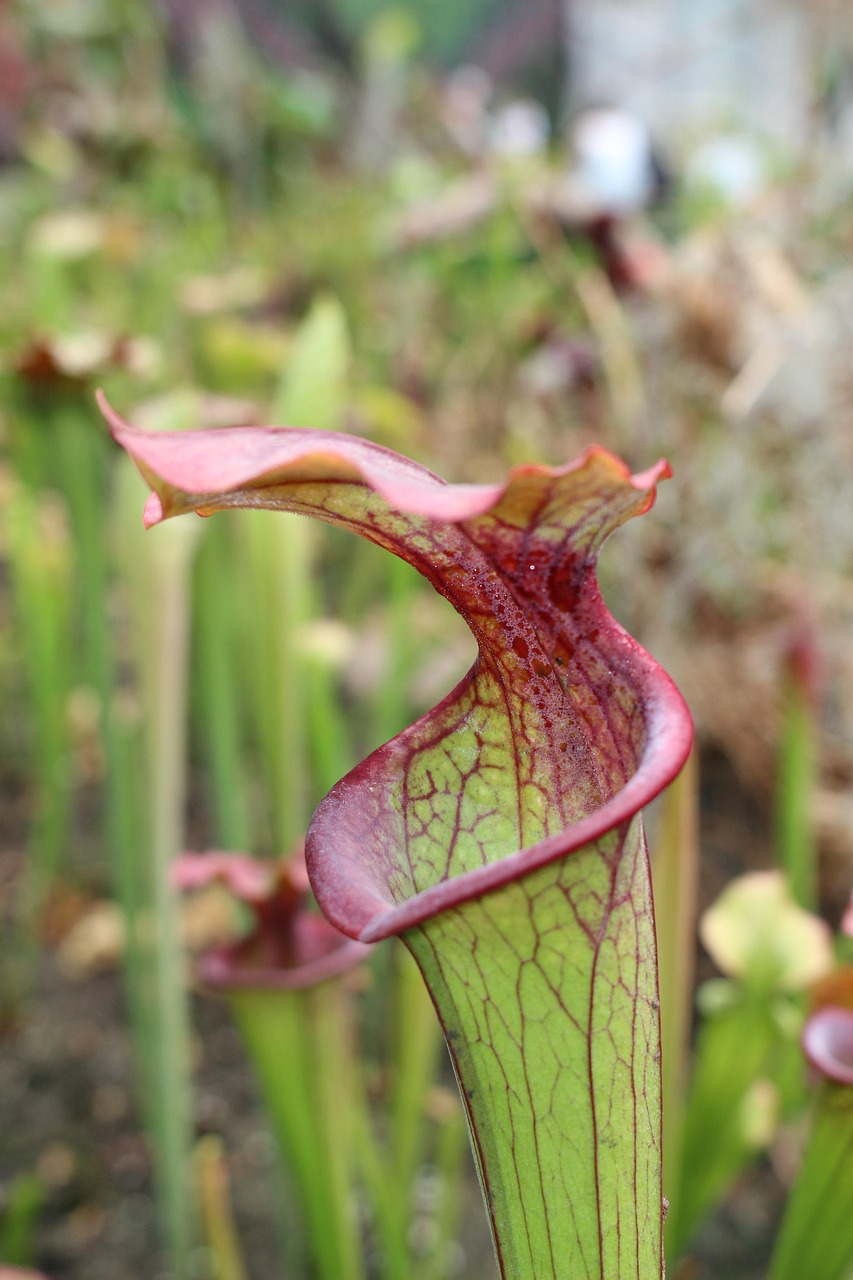 Free Nepenthes & Pitcher Plant Image