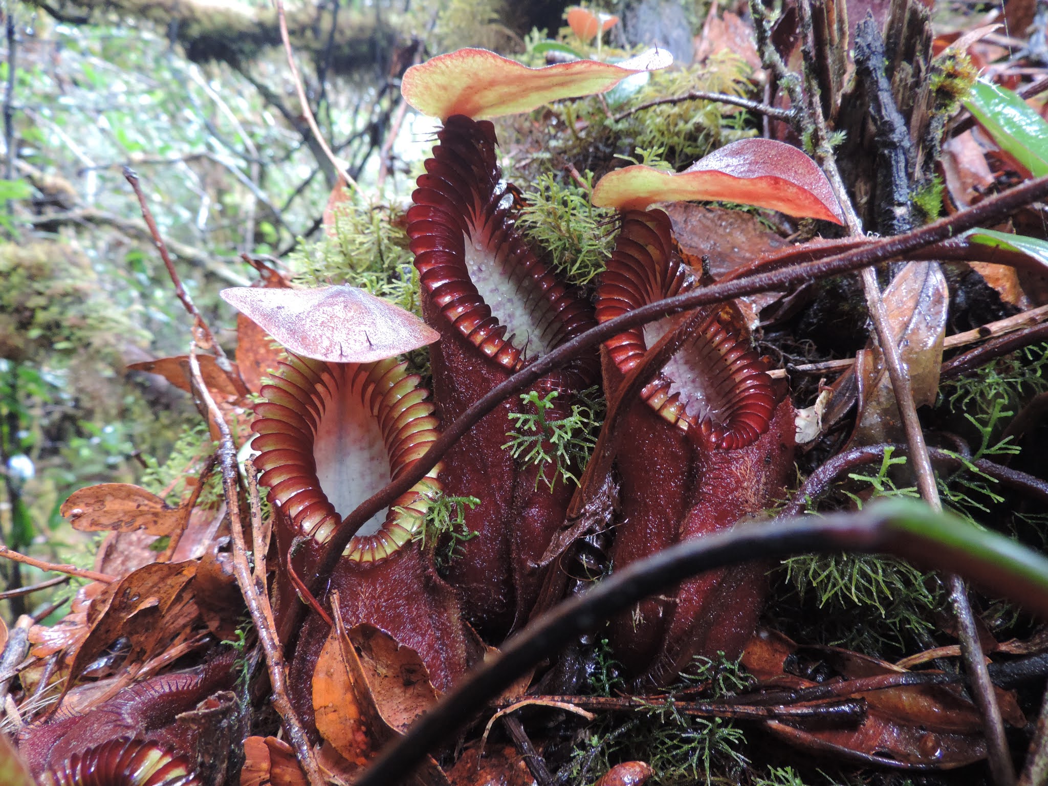 A Garden's Chronicle: Nepenthes Diabolica In Situ (part 1 3)