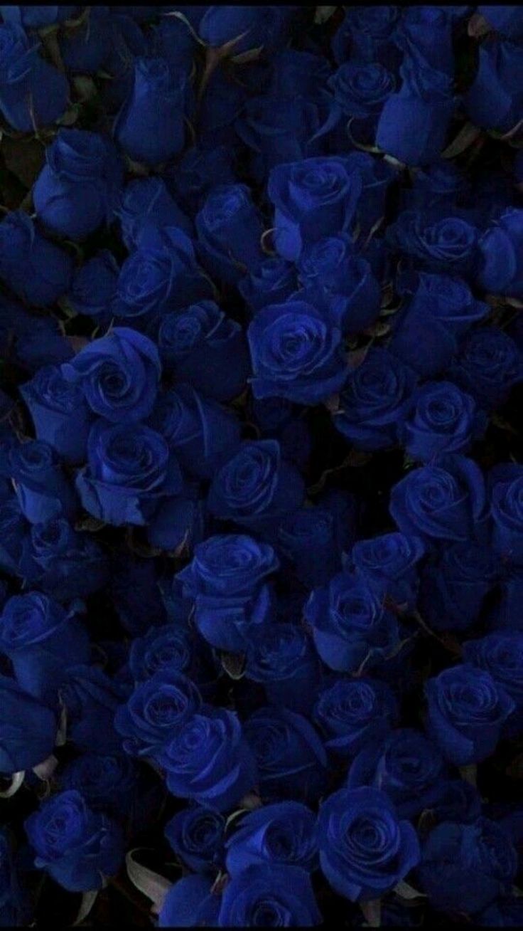 Blue Roses Wallpaper