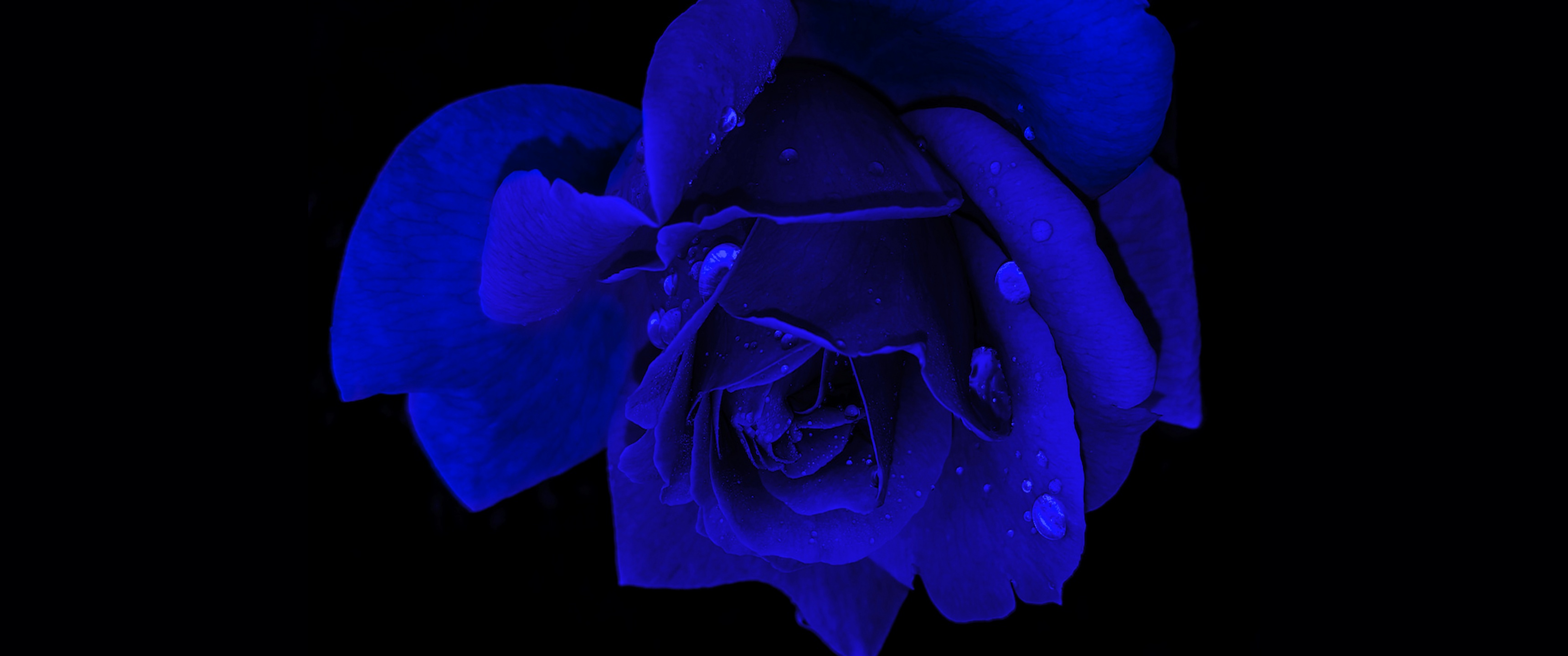 Blue rose Wallpaper 4K, Rose flower, Black background
