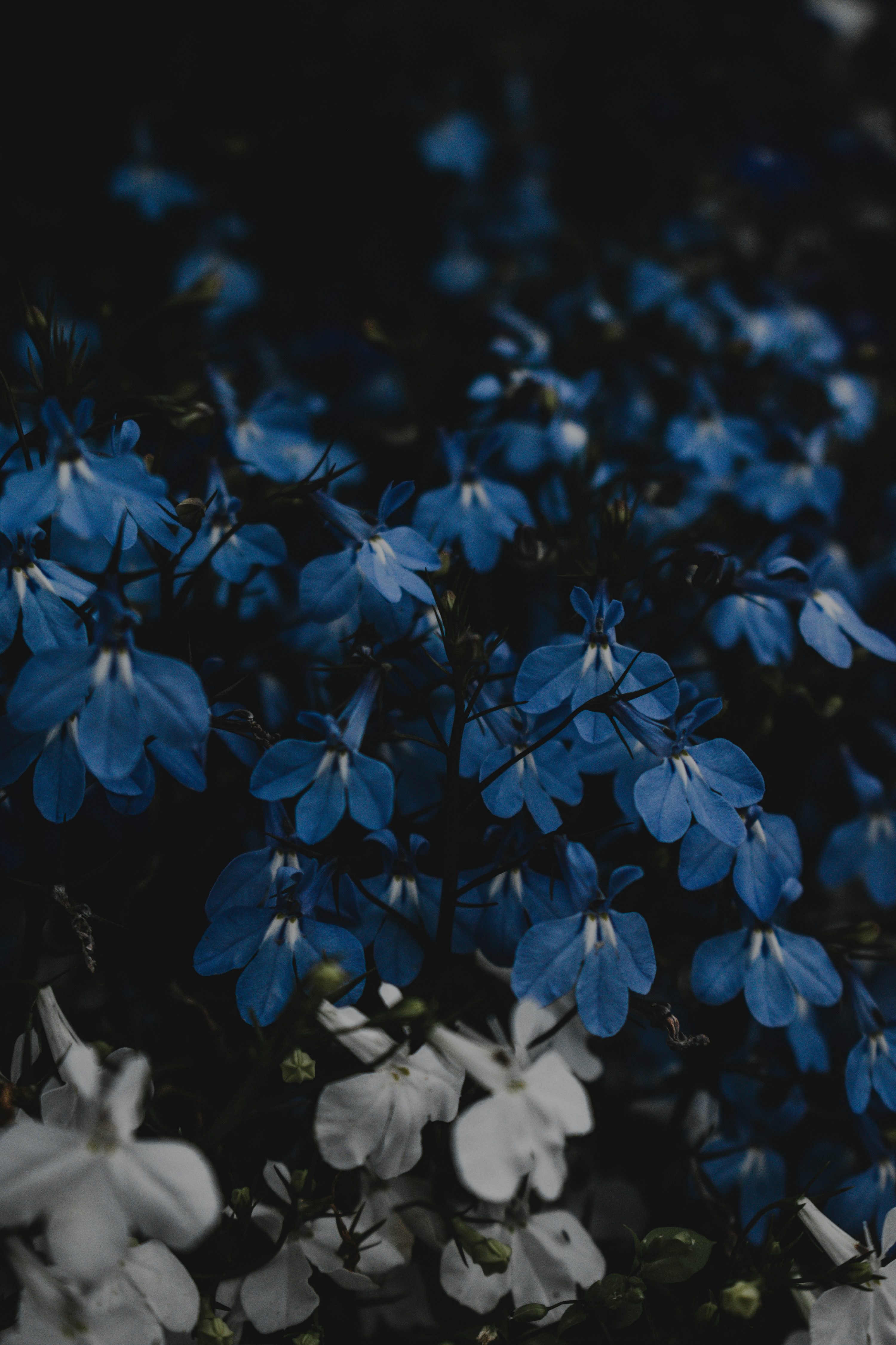 A bunch of blue and white flowers in a field photo