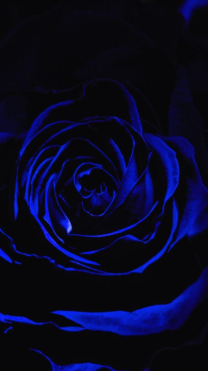 Dark Blue Rose Wallpaper