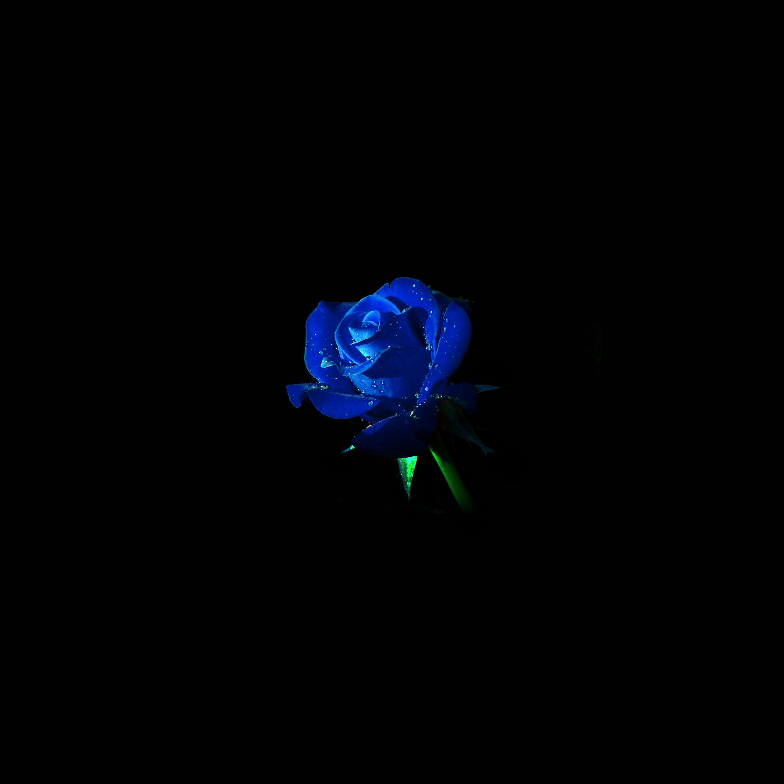 Android wallpaper. blue rose dark flower nature