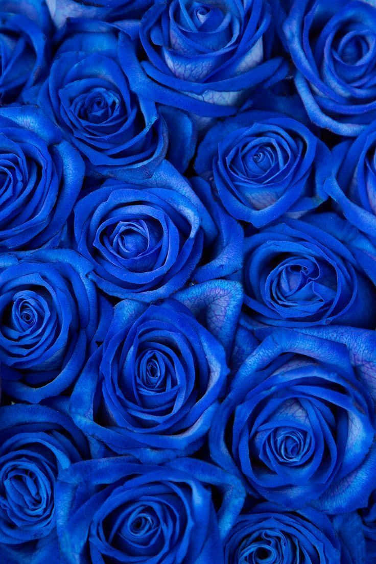 Download Dark Blue Rose Abstract Wallpaper