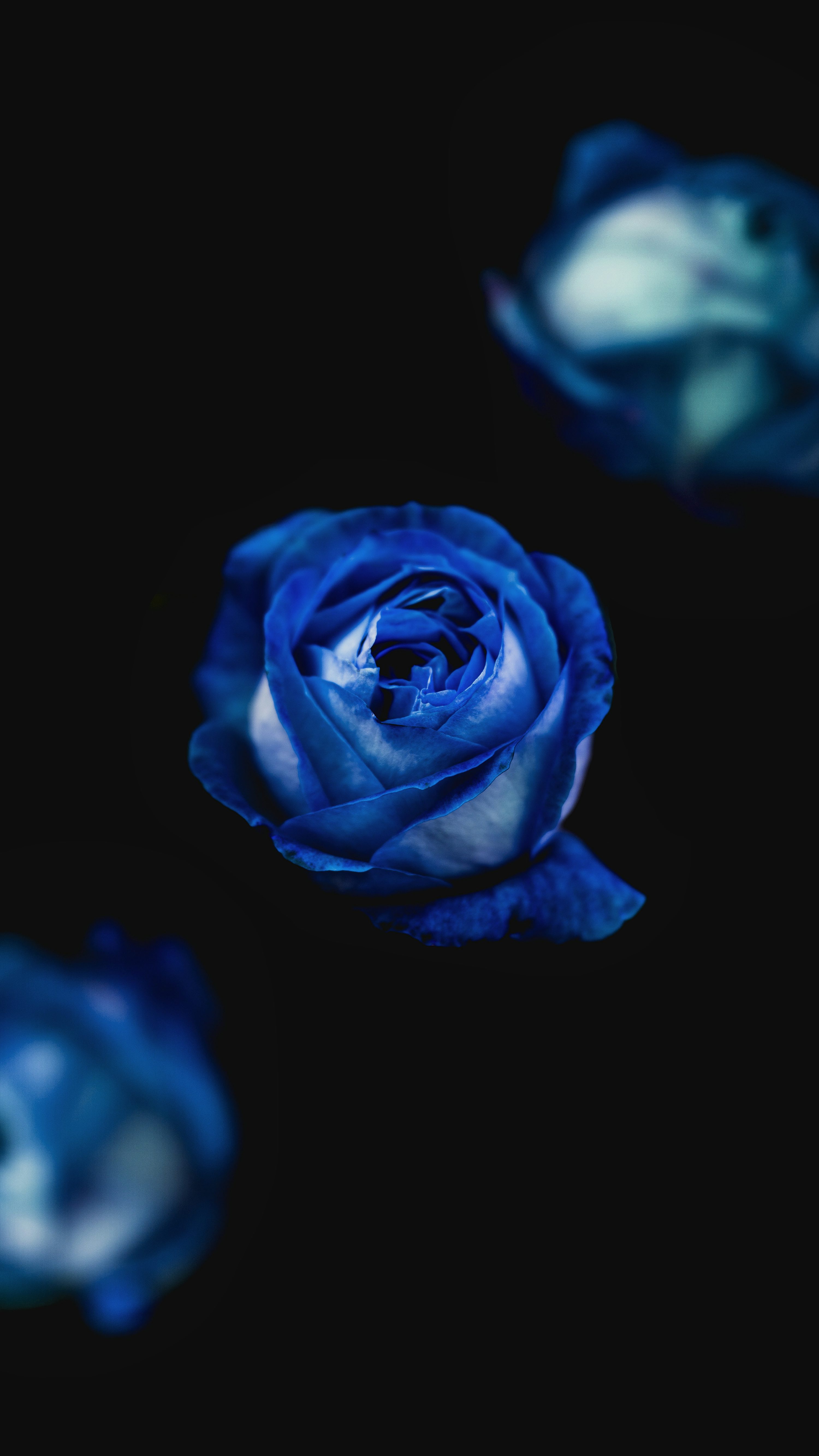 Blue Rose Picture. Download Free Image