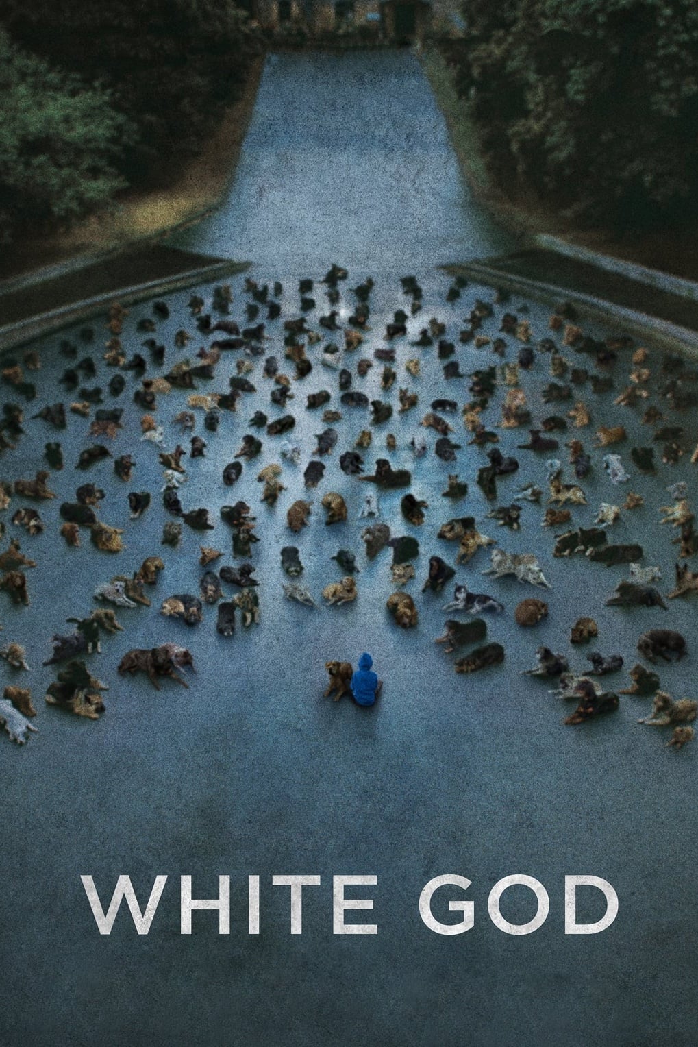 White God, covers, wallpaper