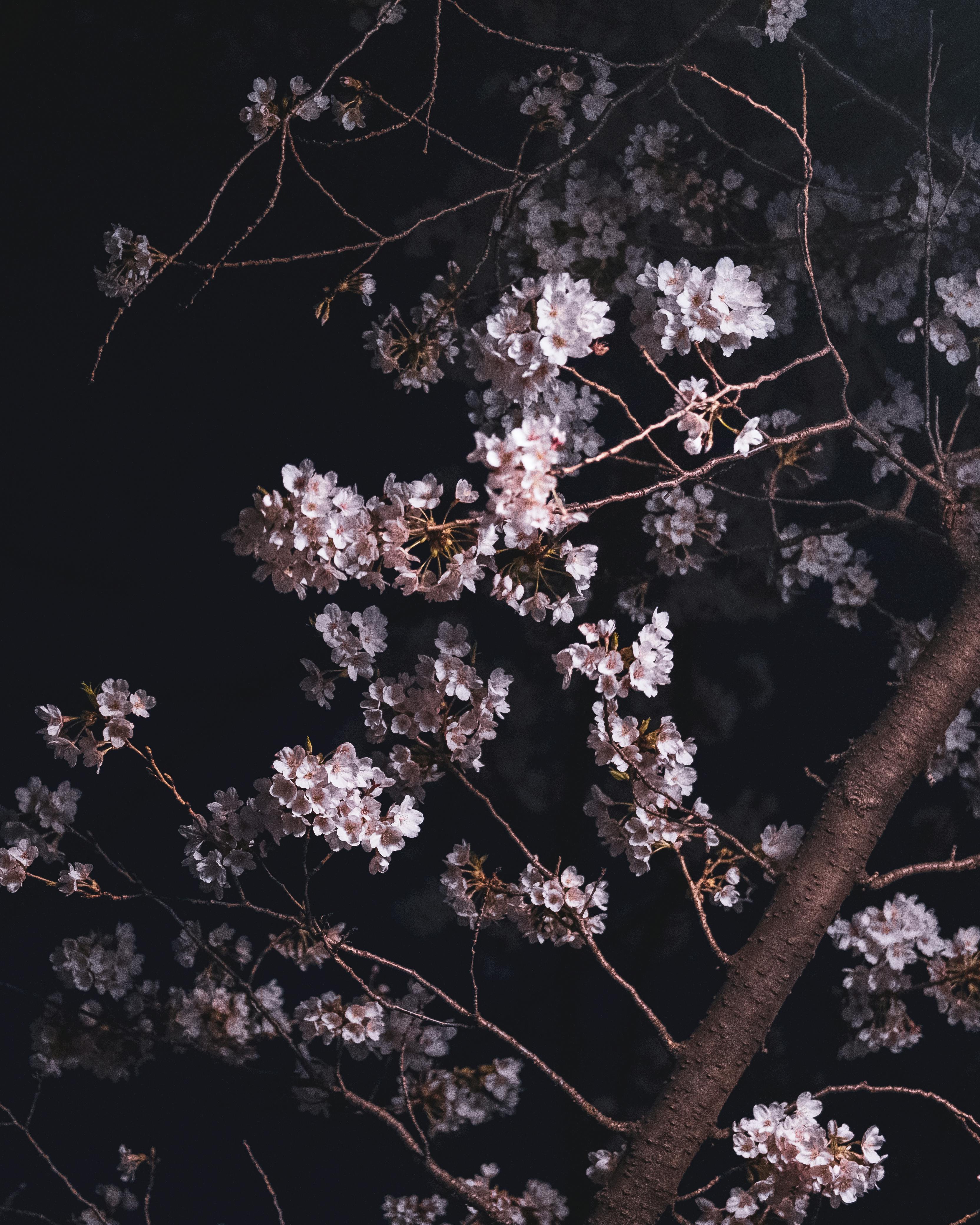 Close Up Photo Of Cherry Blossom Flowers · Free