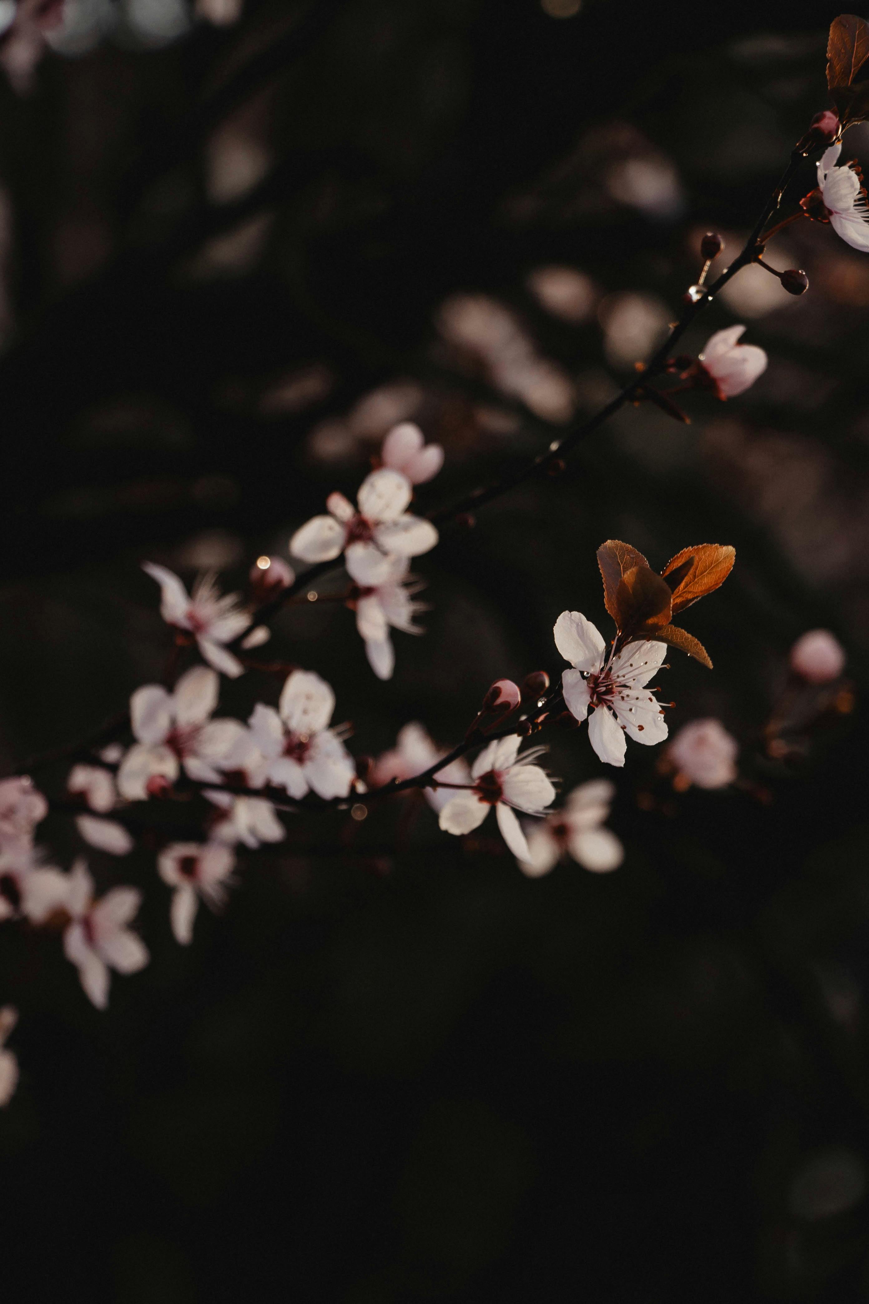 Minimalist Sakura Blossom with Dark Background · Free