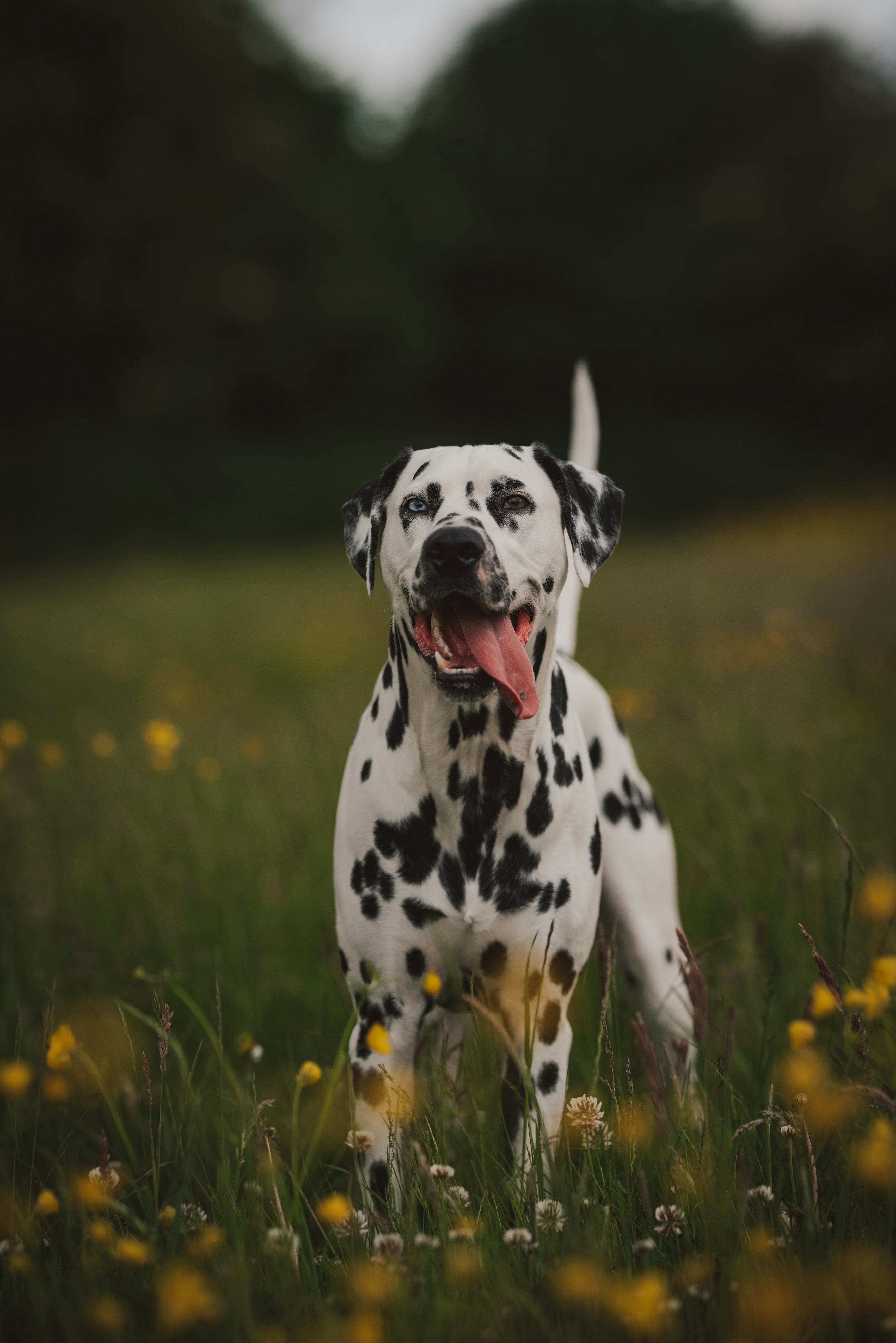 Black and white dalmatian dog on green grass field during daytime photo
