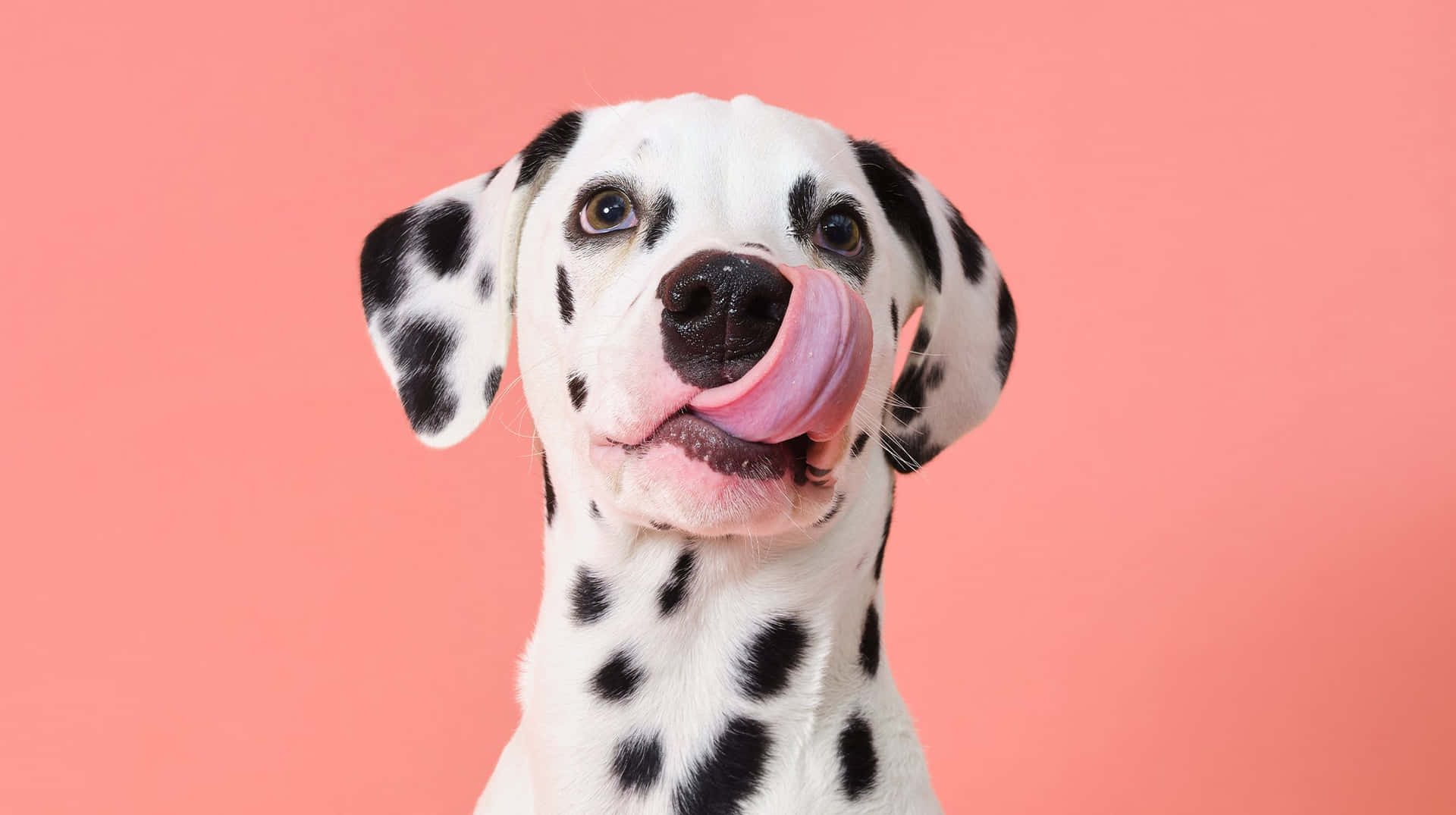 Dalmatian Picture