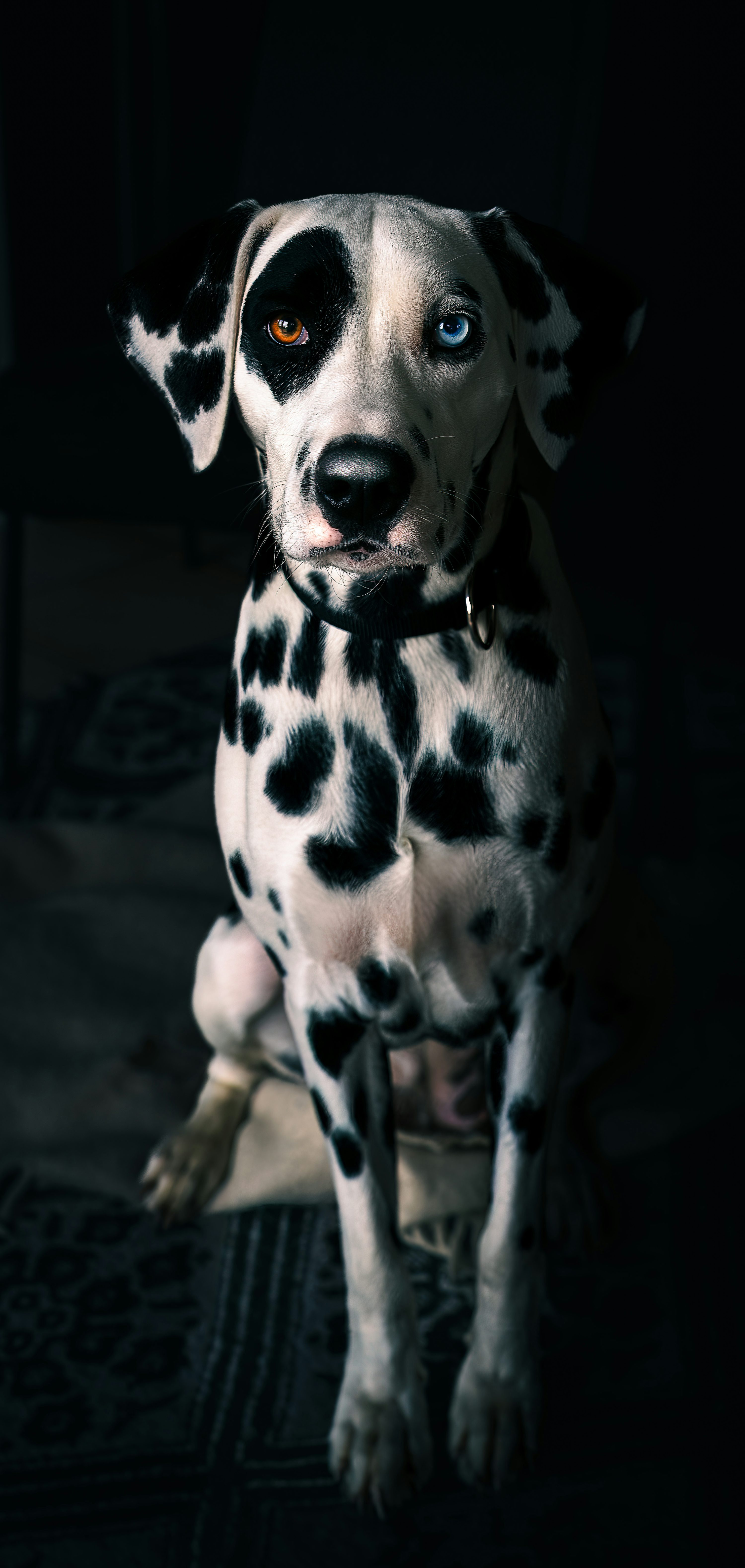 Dalmatian Dog Picture. Download Free Image
