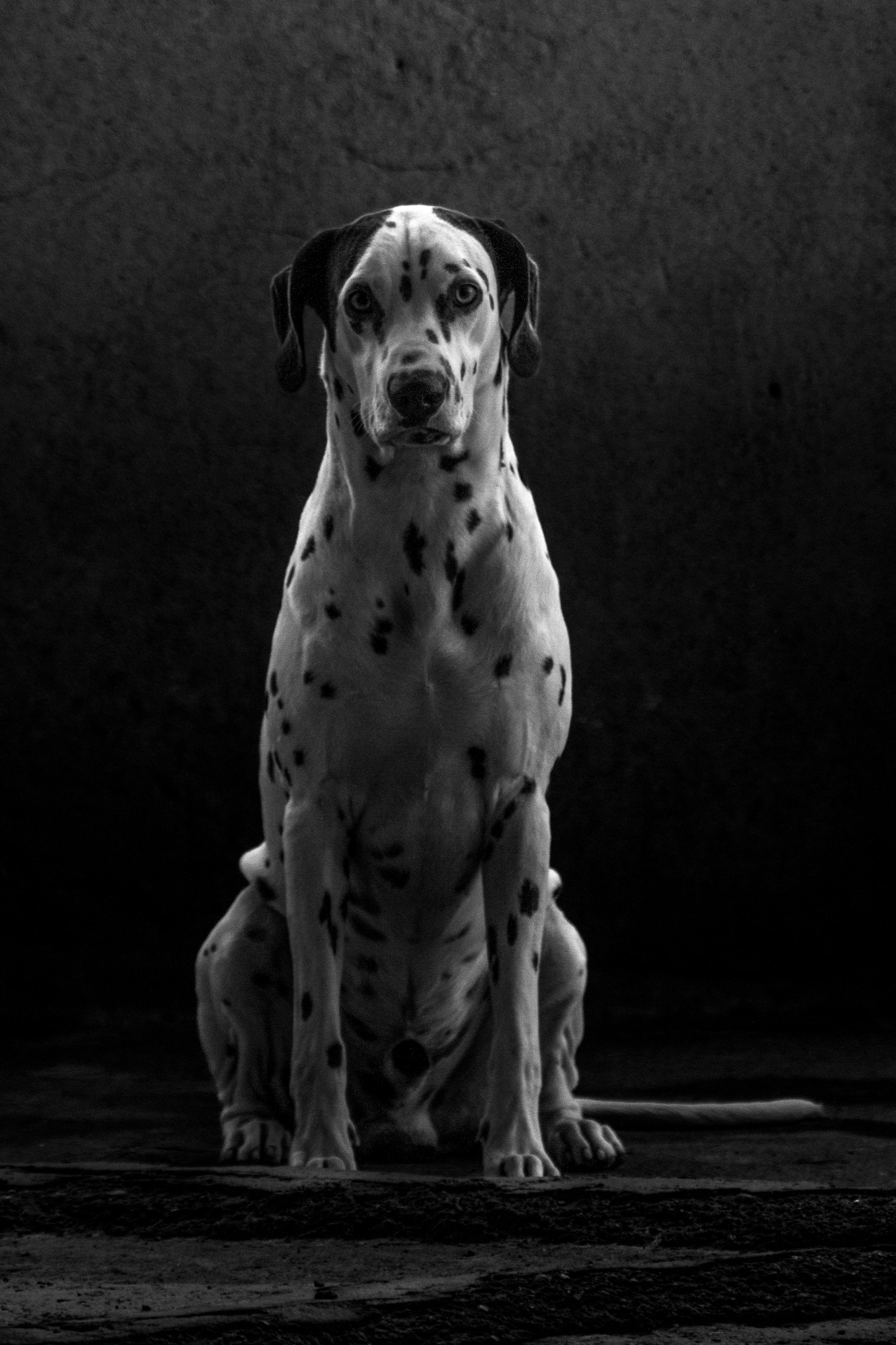 Elegant Black and White Portrait of Dalmatian Dog · Free