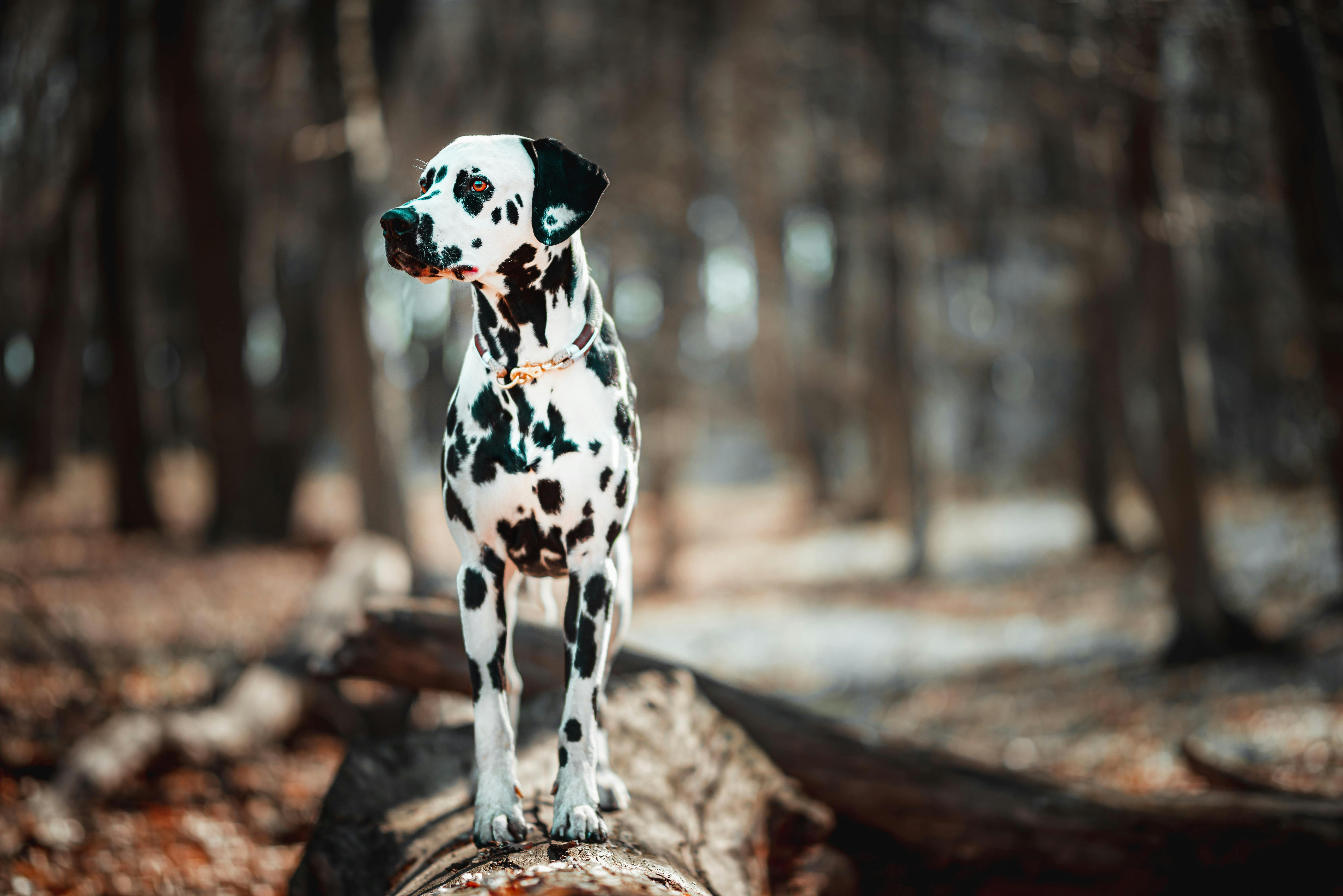 Dalmatian Dog Standing on Wood Log · Free