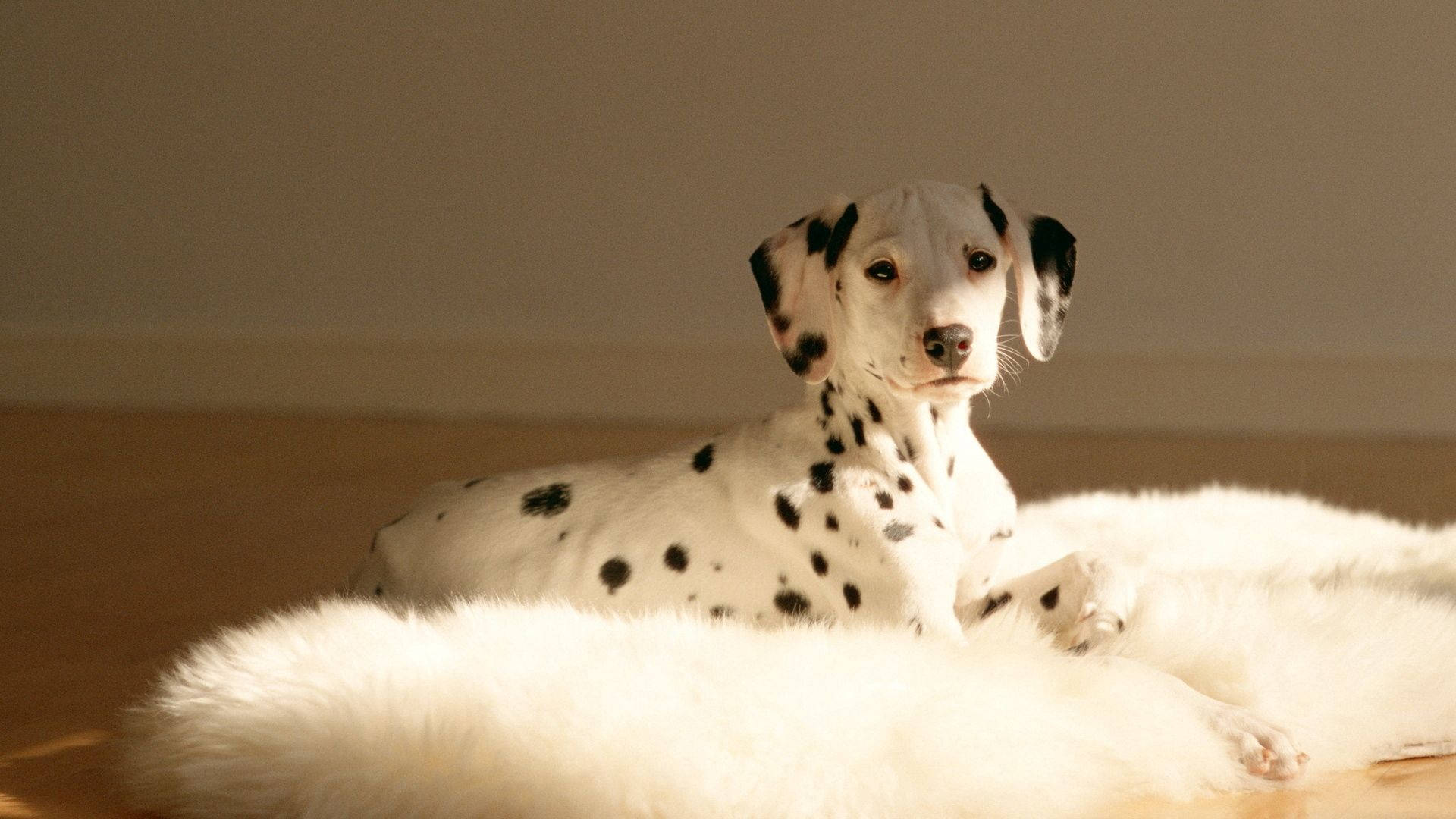 Download Cute Dalmatian Dog Wallpaper