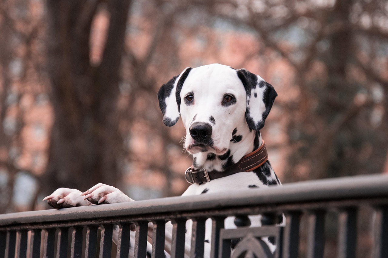 Free Dalmatian & Animal Image