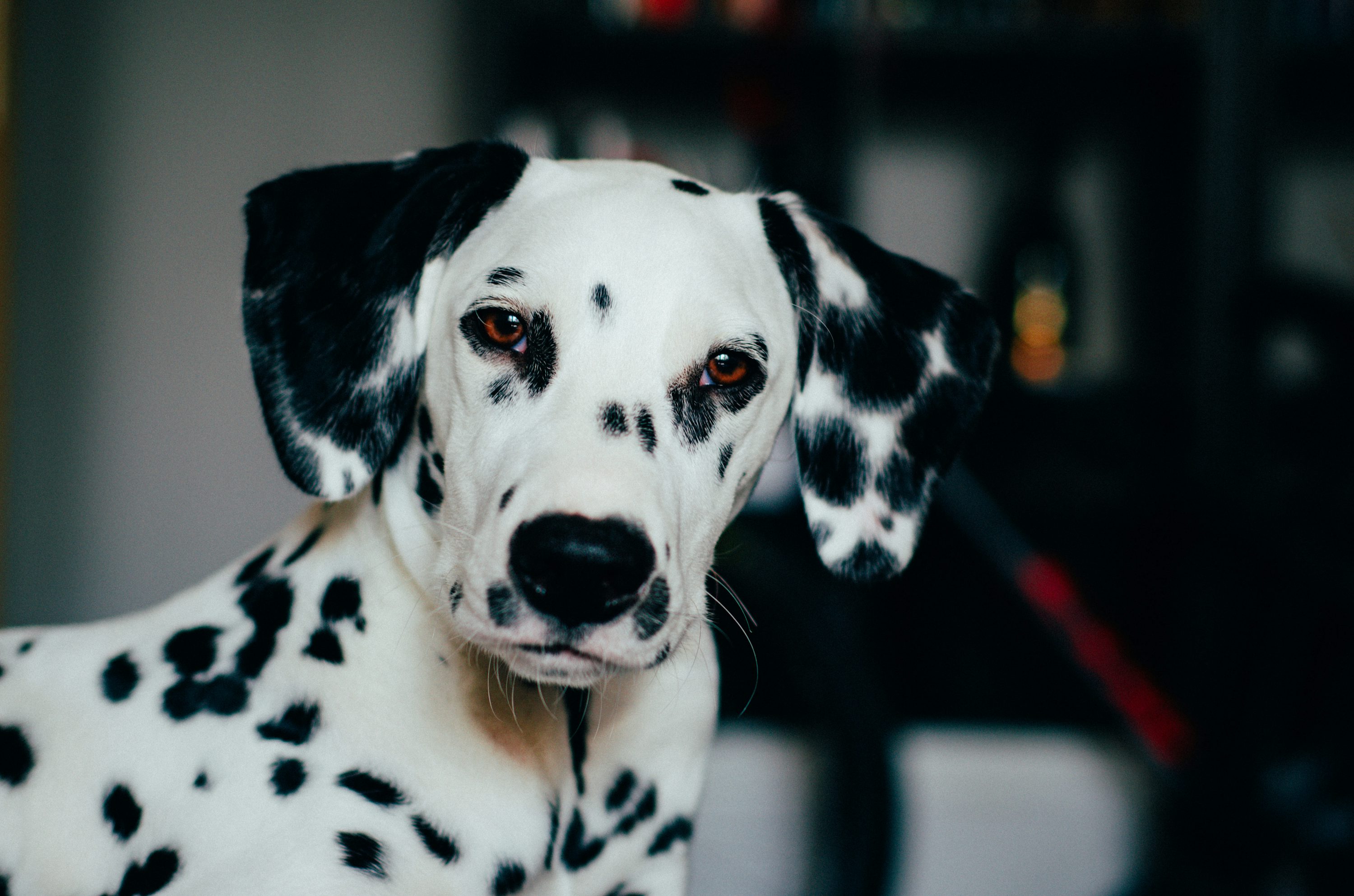 Dalmatian Picture. Download Free Image