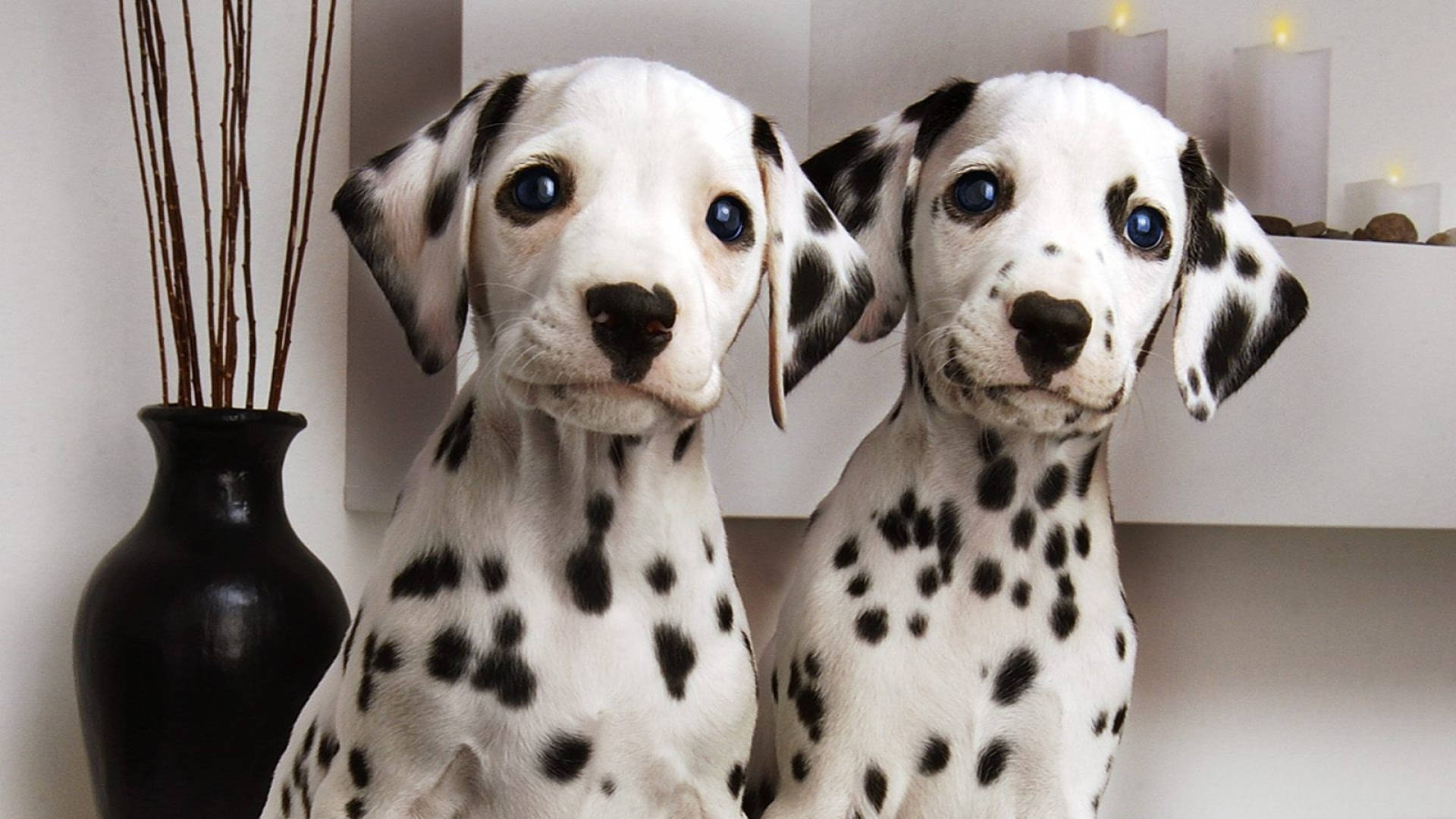 Download Dalmatian Twin Dogs Wallpaper