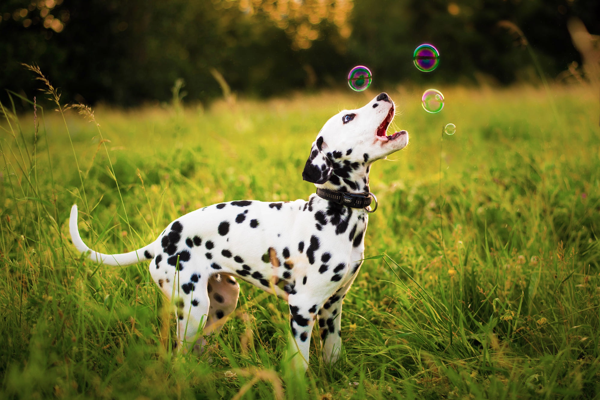 Download Baby Animal Puppy Animal Dalmatian HD Wallpaper