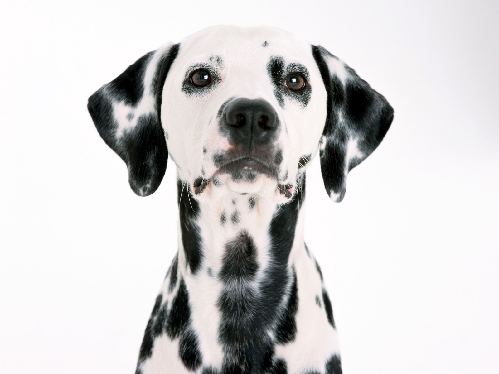 Dalmatian Dog Wallpaper. Free Image clip art online, royalty free & public domain