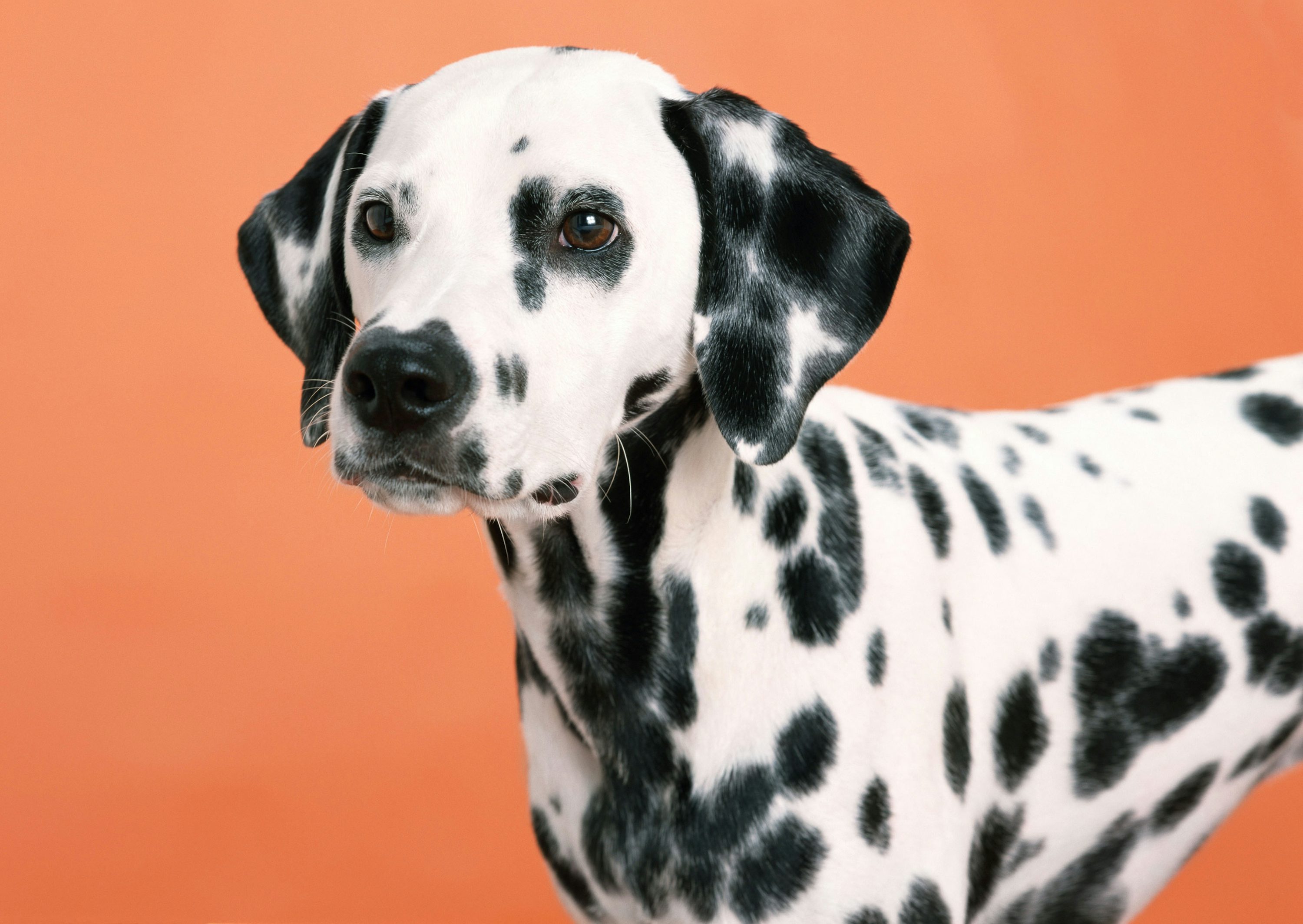 Dalmatian Picture. Download Free Image