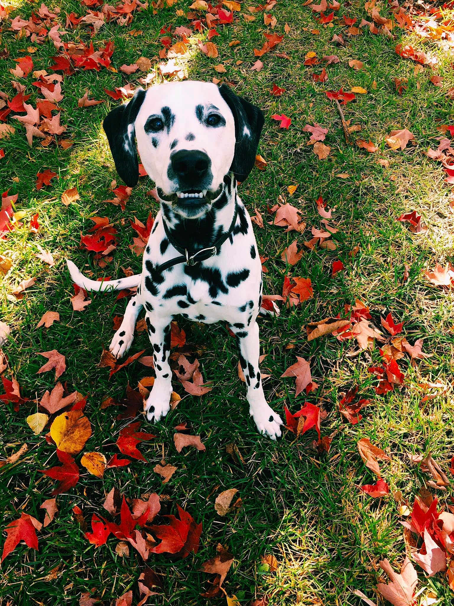 Fancy · Dog Photo Contest