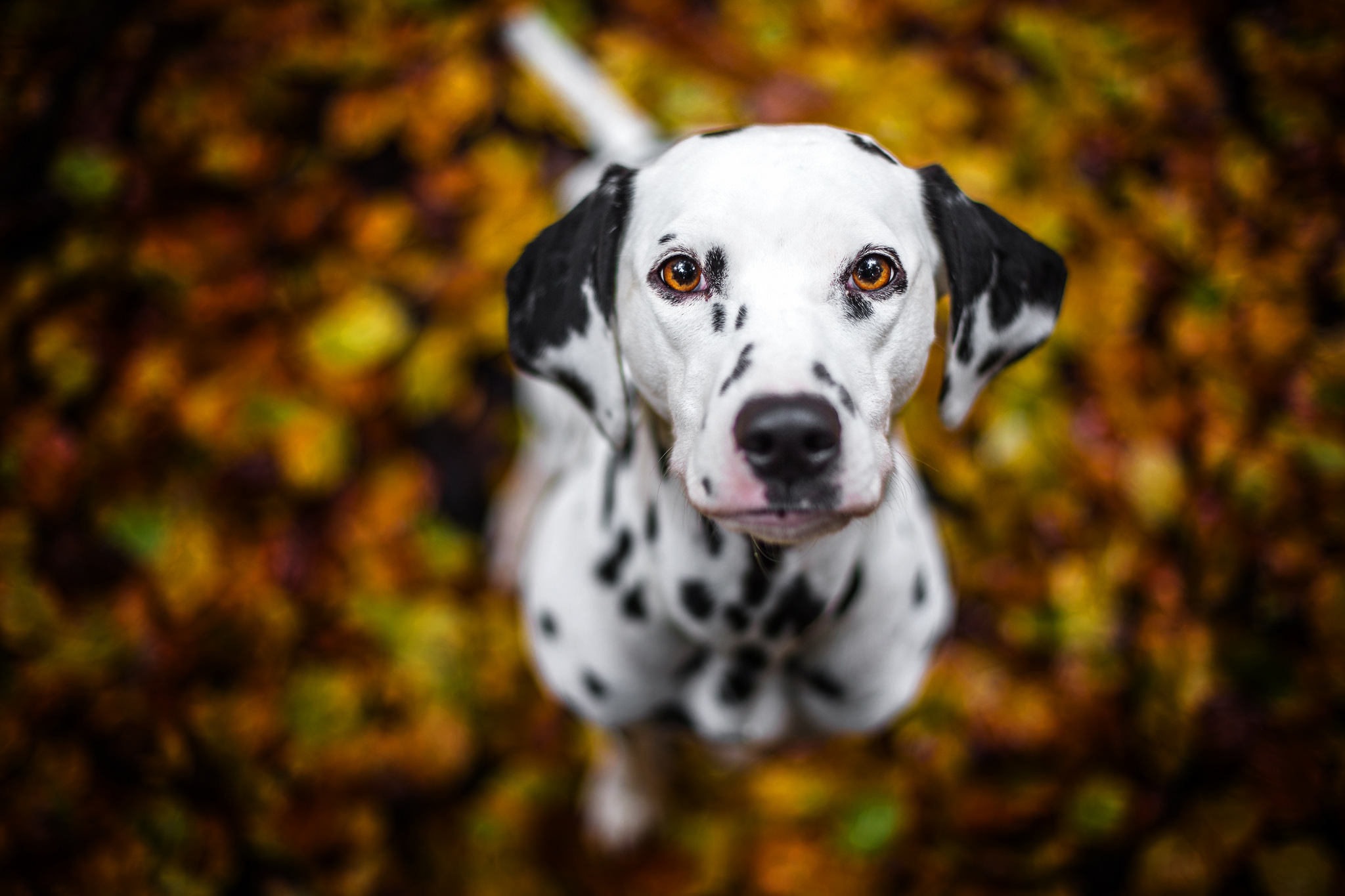 Wallpaper look, each, dog, dalmatian for mobile and desktop, section собаки, resolution 2048x1365