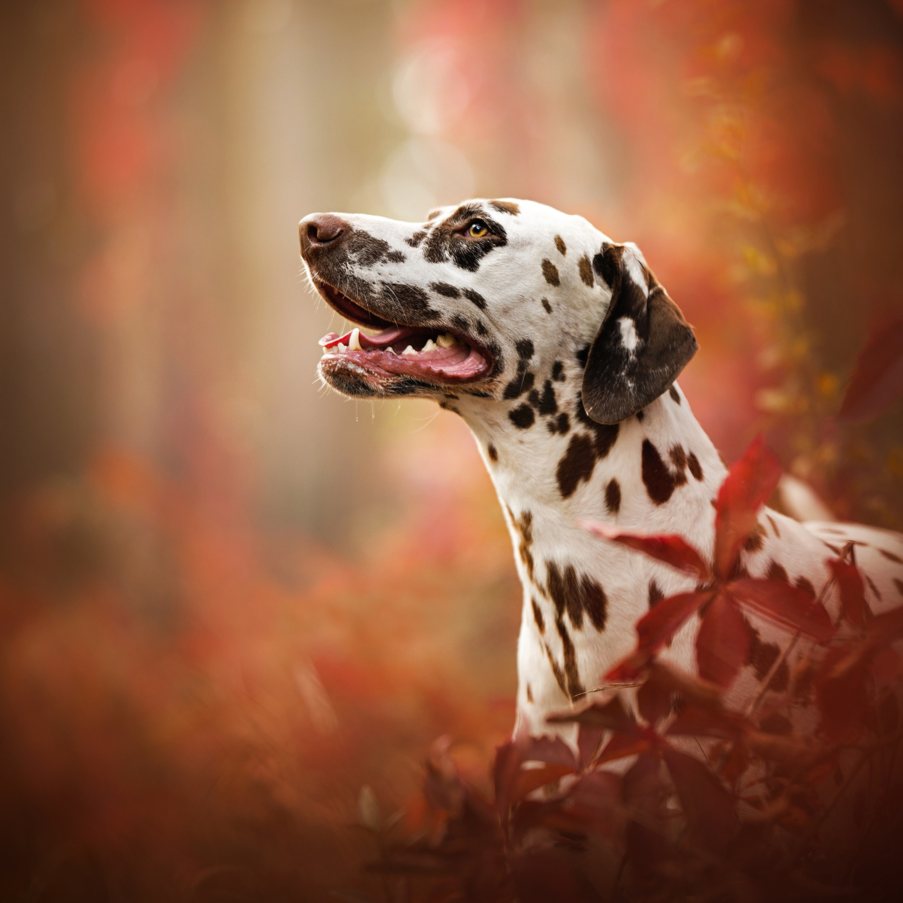 Dalmatian Breed Dog iPad Pro Retina Display , HD 4k Wallpaper Image, Background, Photos and Picture