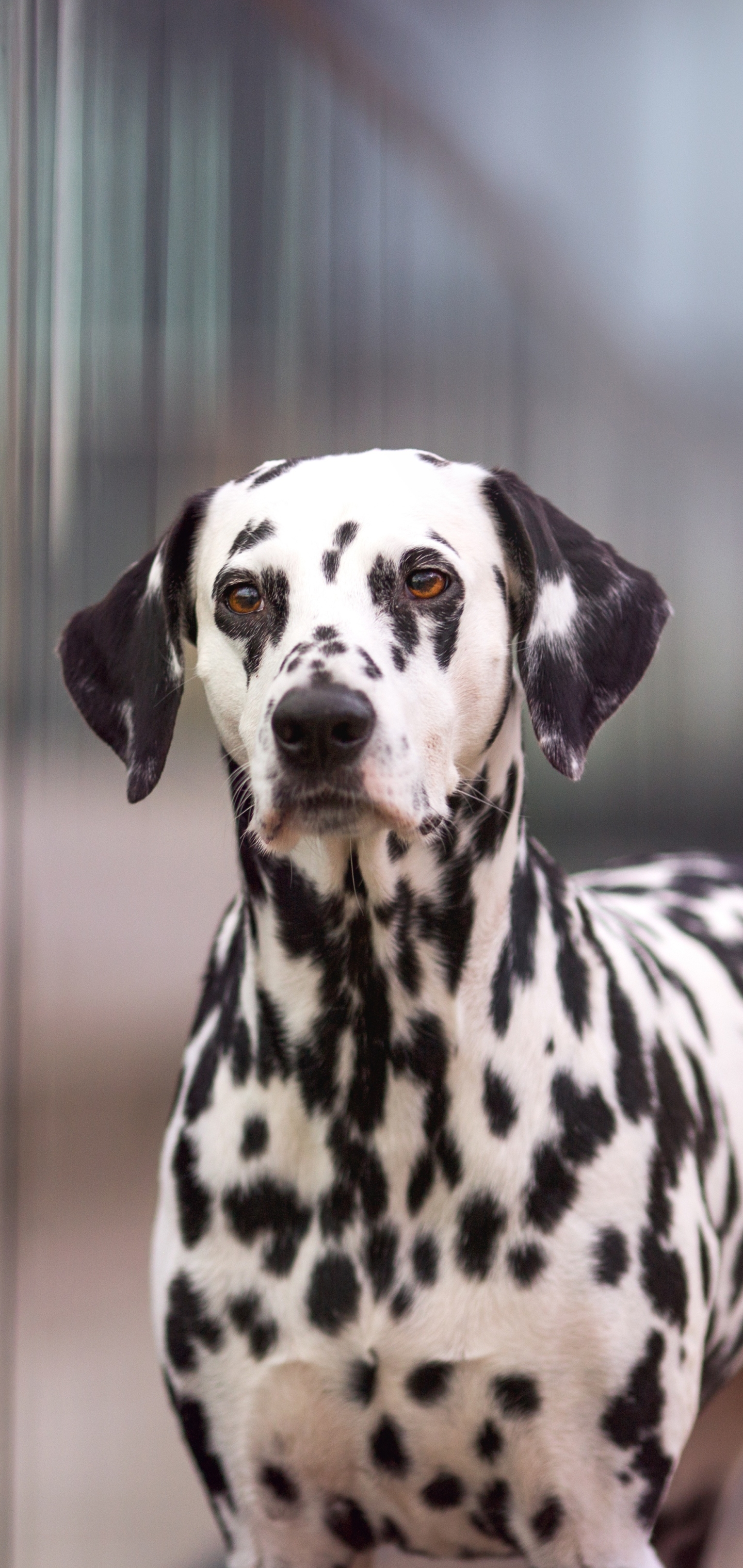 Dalmatian Phone Wallpaper