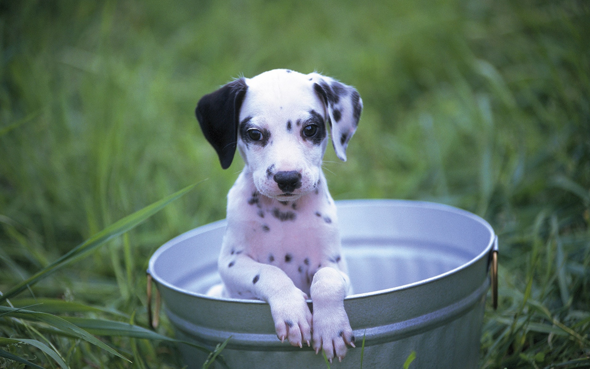 Picture puppies Dalmatian Dogs Grass Animals 1920x1200