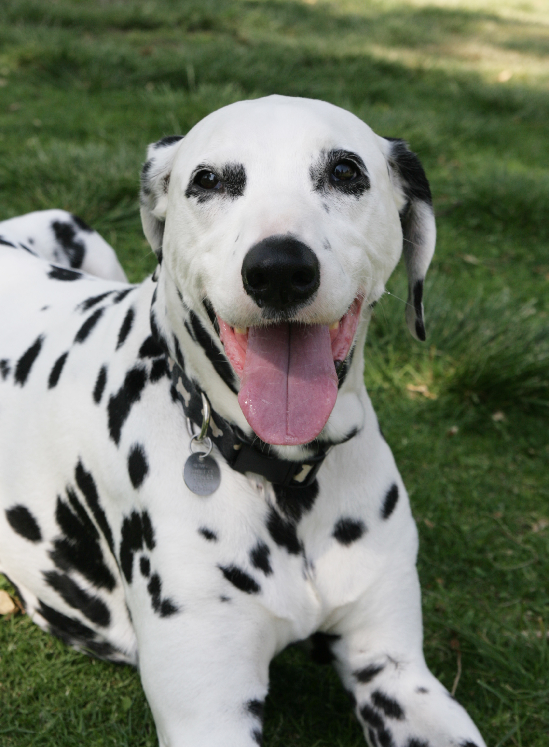 Happy Dalmatian photo and wallpaper. Beautiful Happy Dalmatian picture