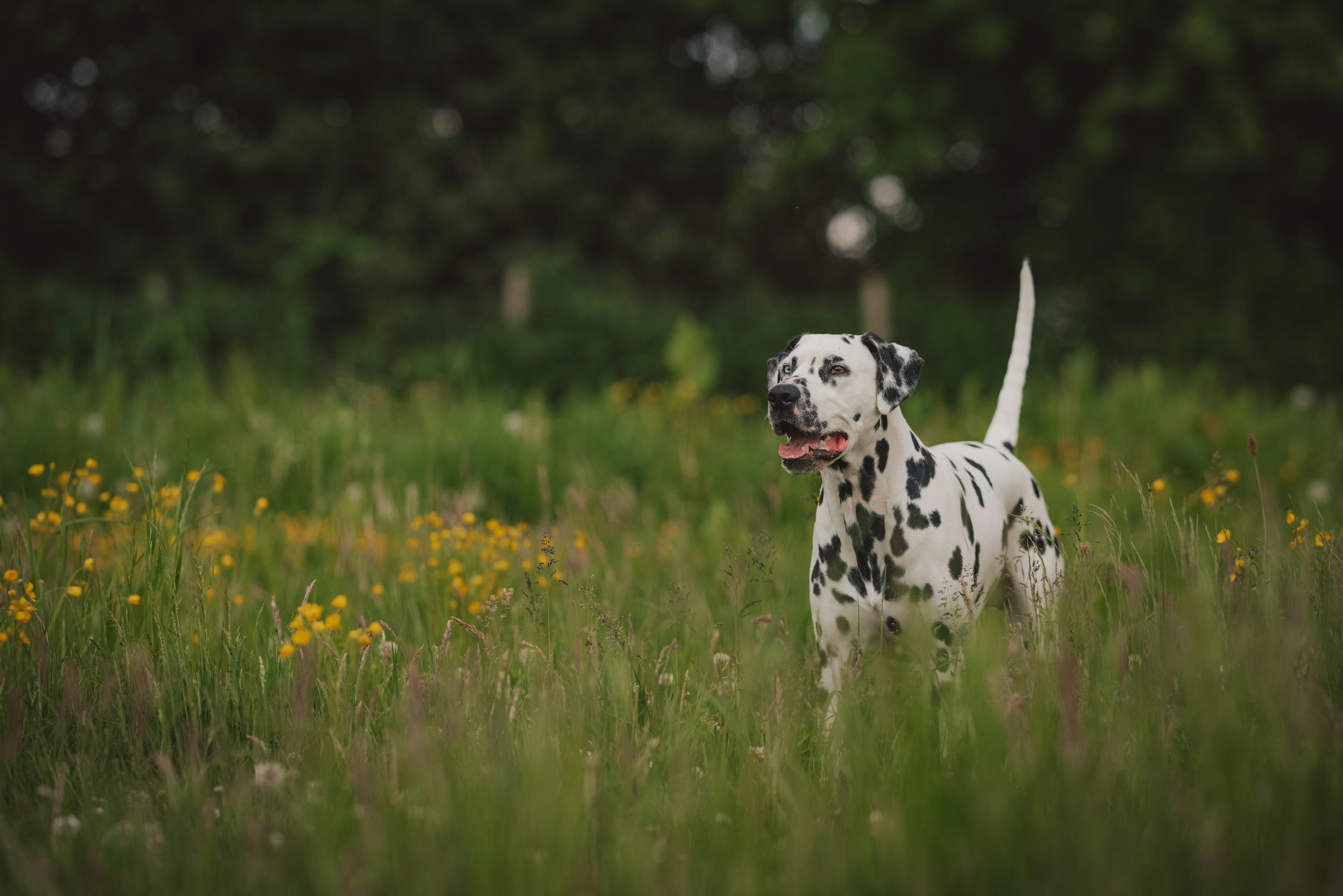 Dalmatian dog on green grass field during daytime photo