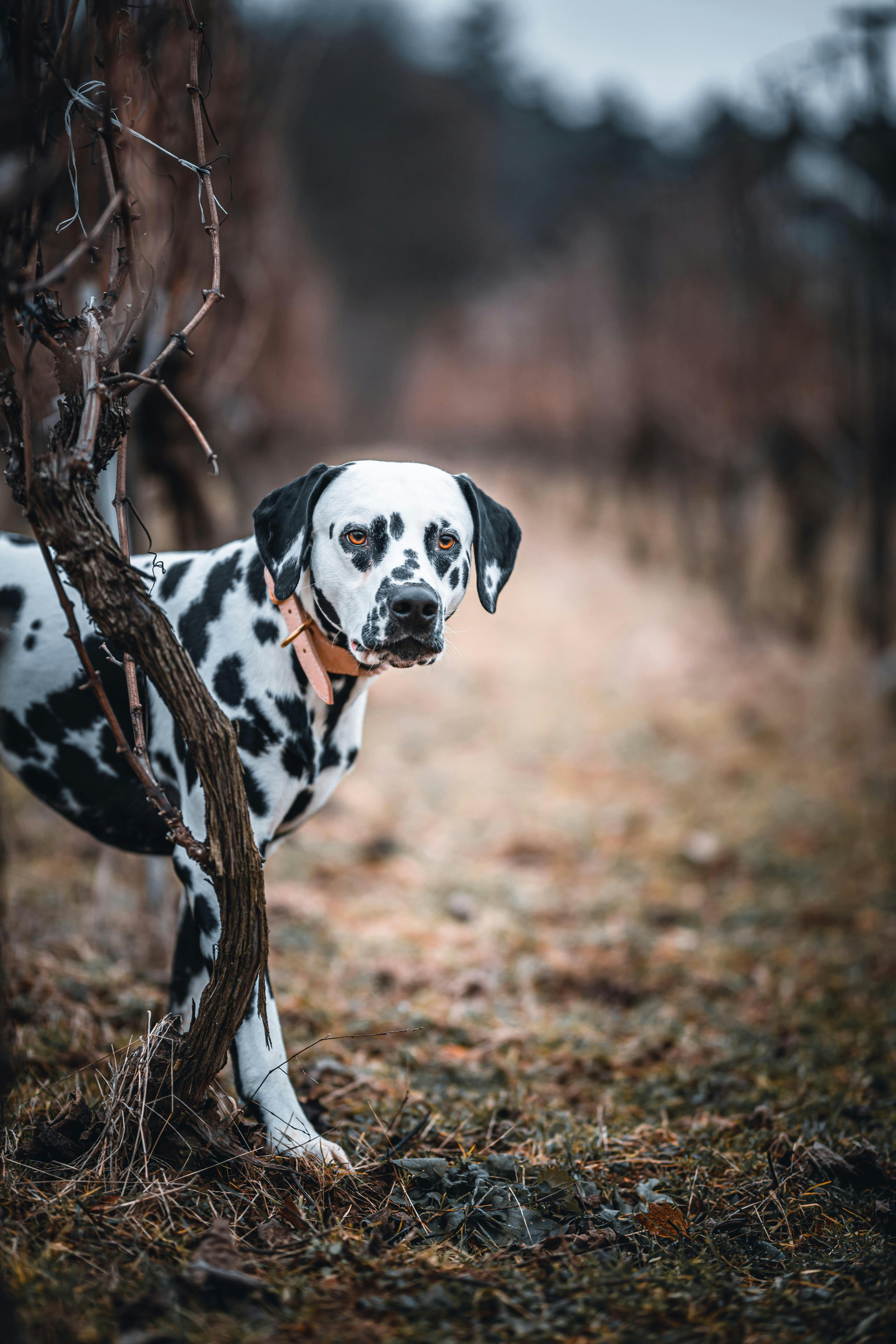 Close Up Shot Of A Standing Dalmatian Looking At Camera · Free