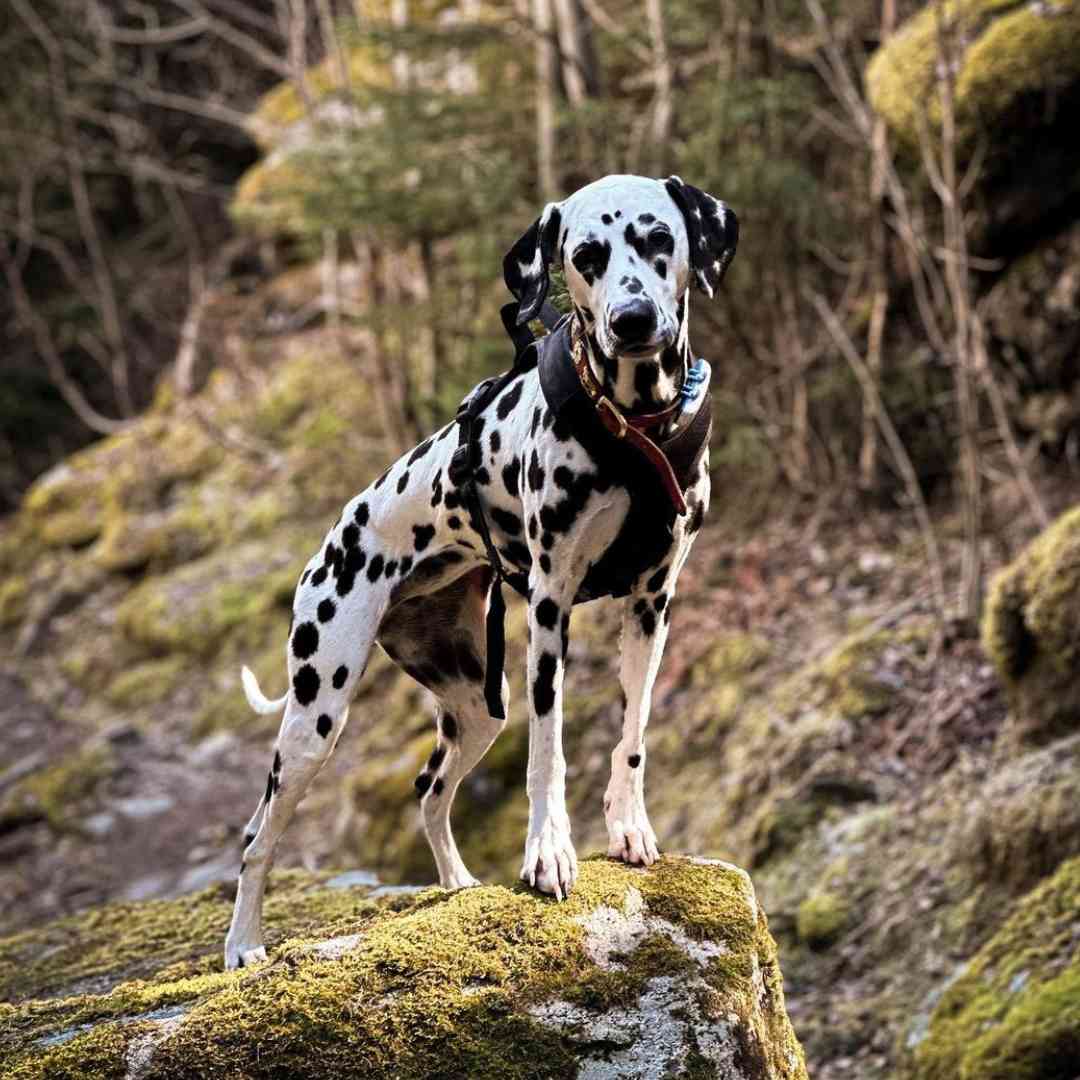 How Much Does a Dalmatian Cost? The Average Price in 2025
