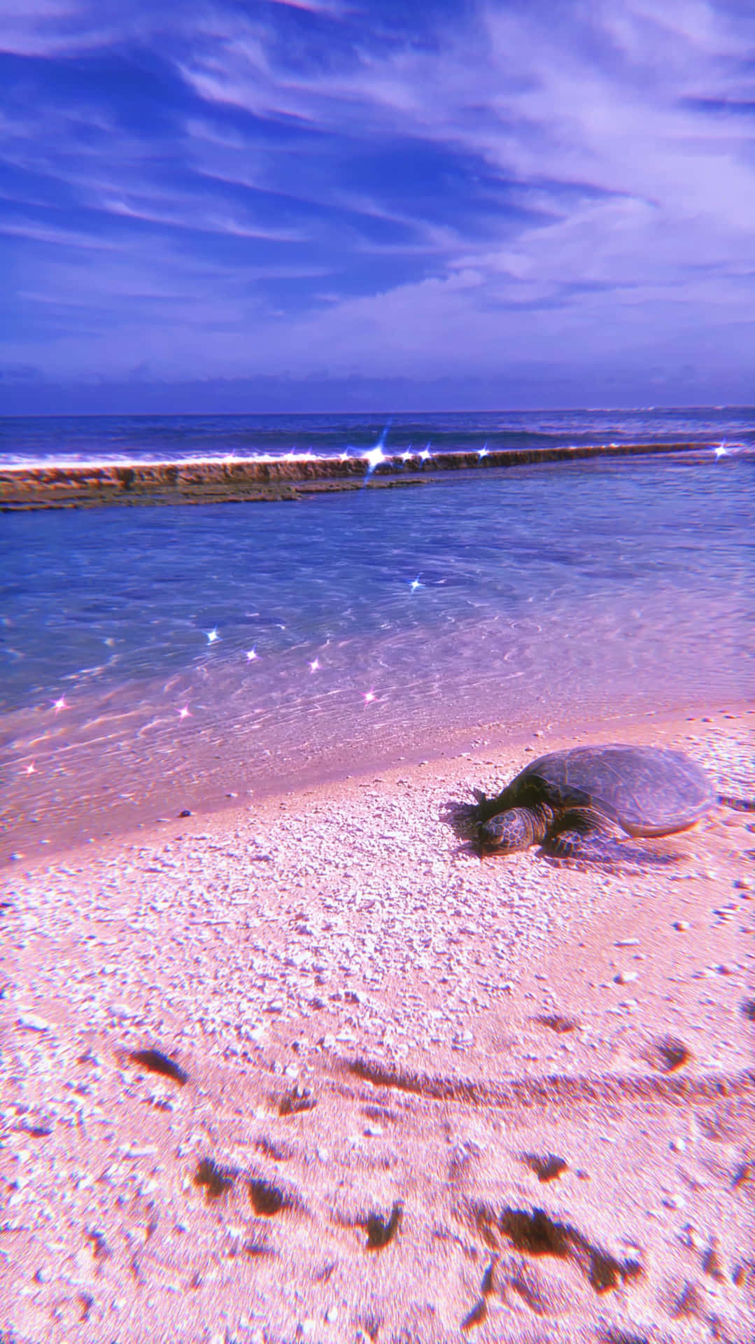 Download Beach Turtle Aesthetic Hawaii Wallpaper