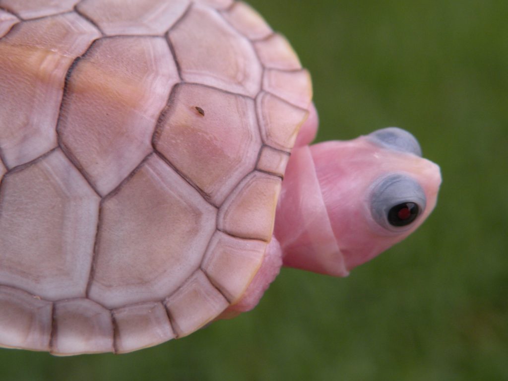 Albino Turtles Pink Albinos