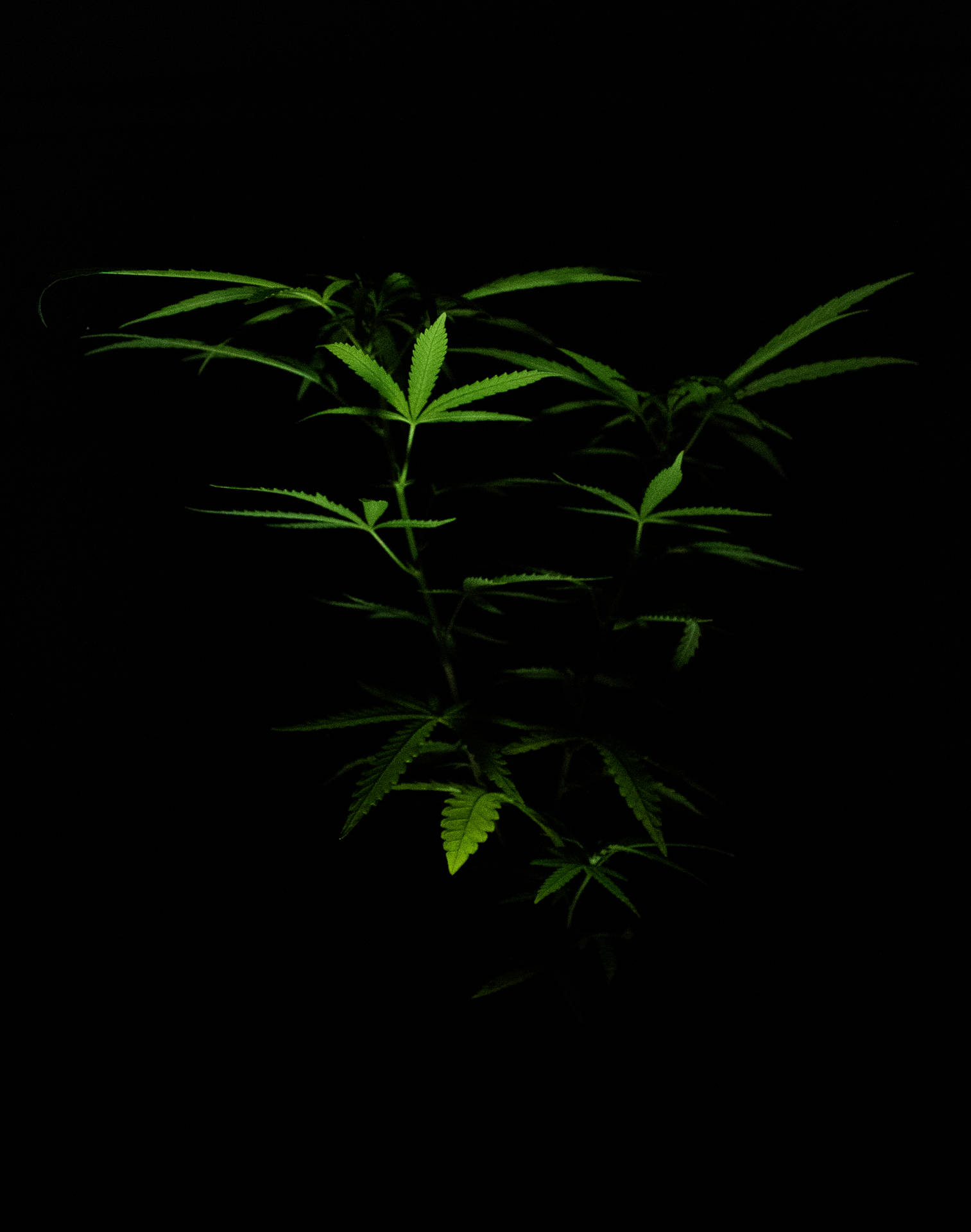 Download Marijuana Dark Photography Wallpaper