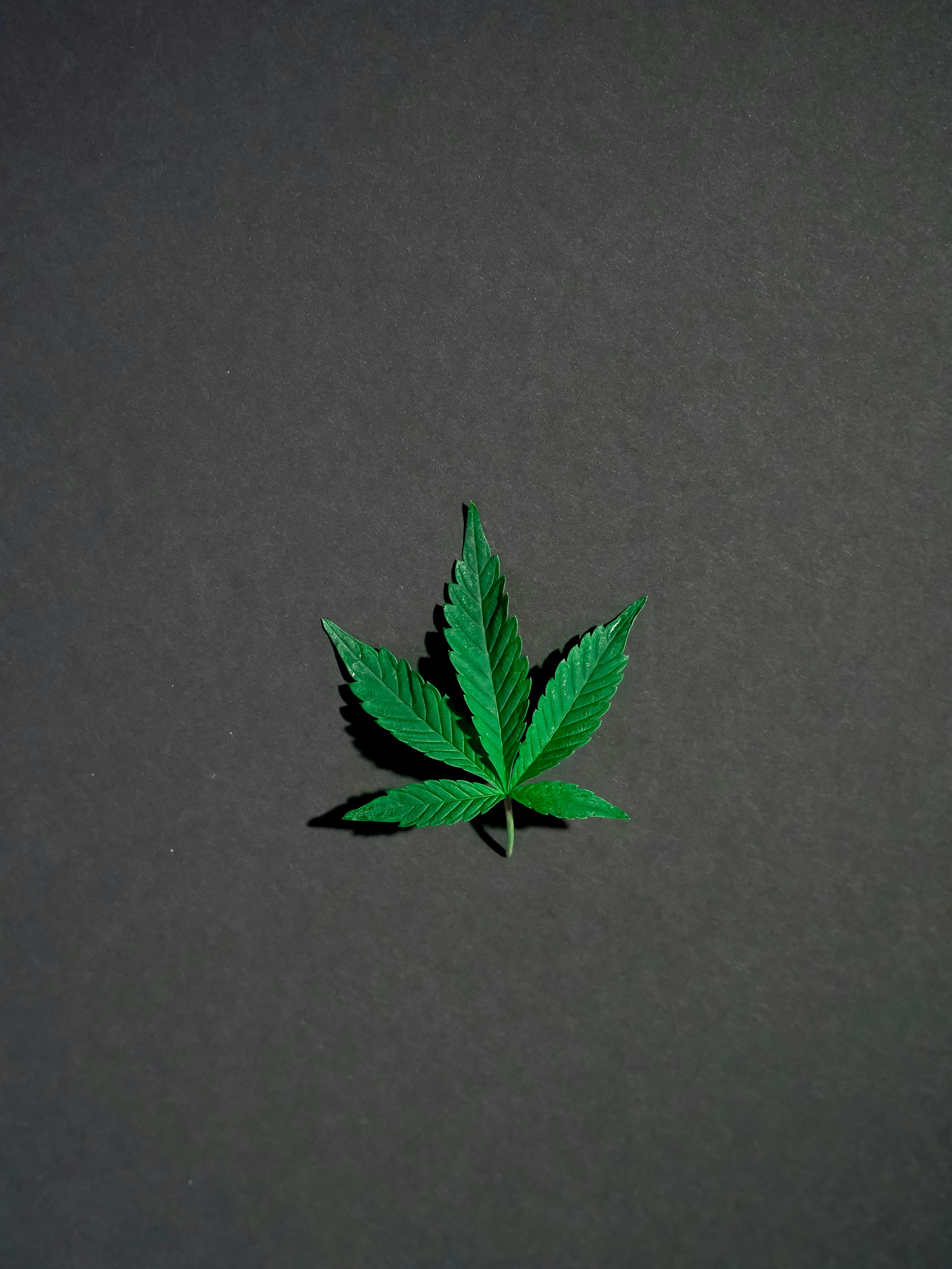 Photo of Marijuana on Dark Background · Free