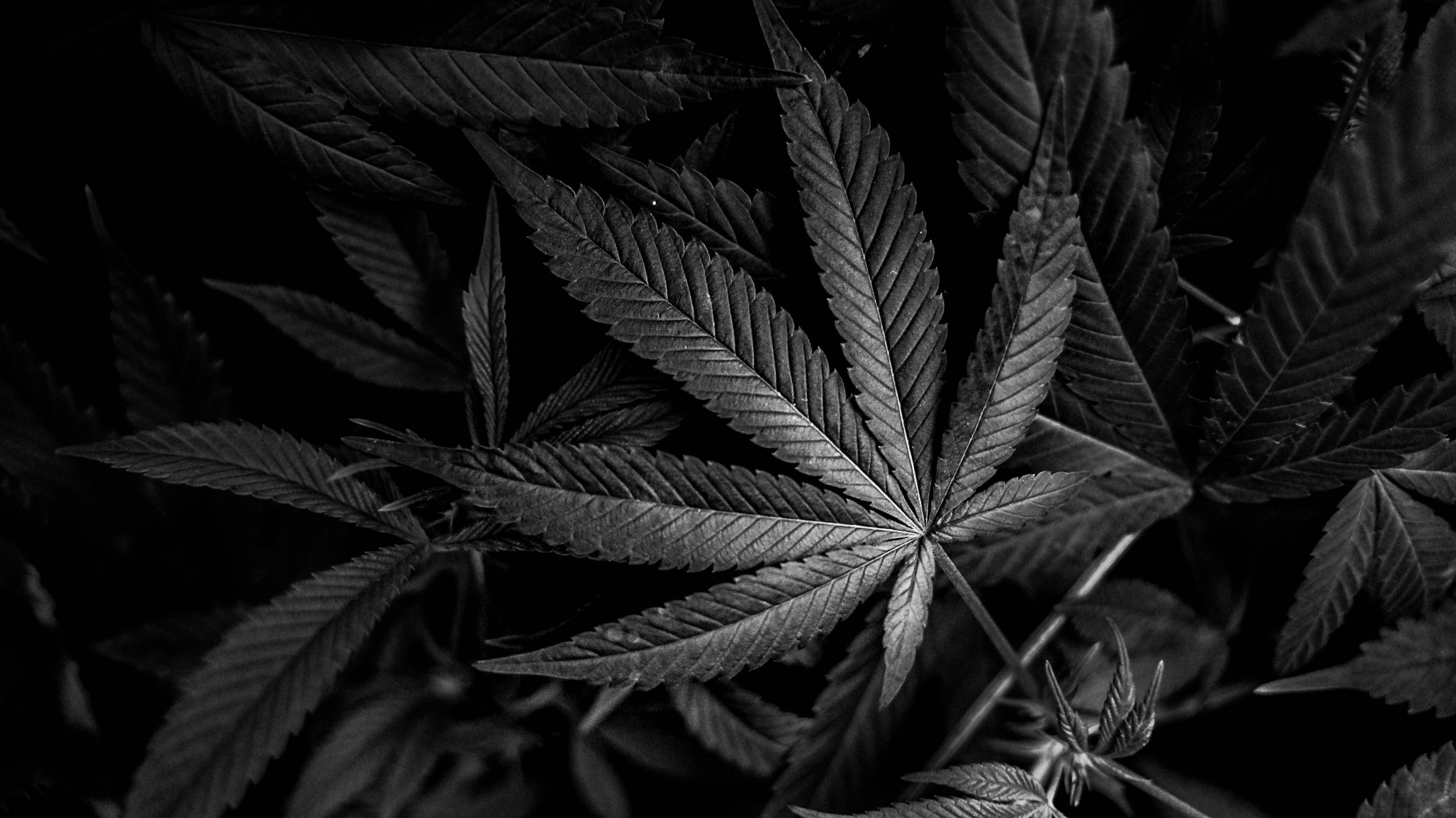 A black and white photo of a marijuana plant photo