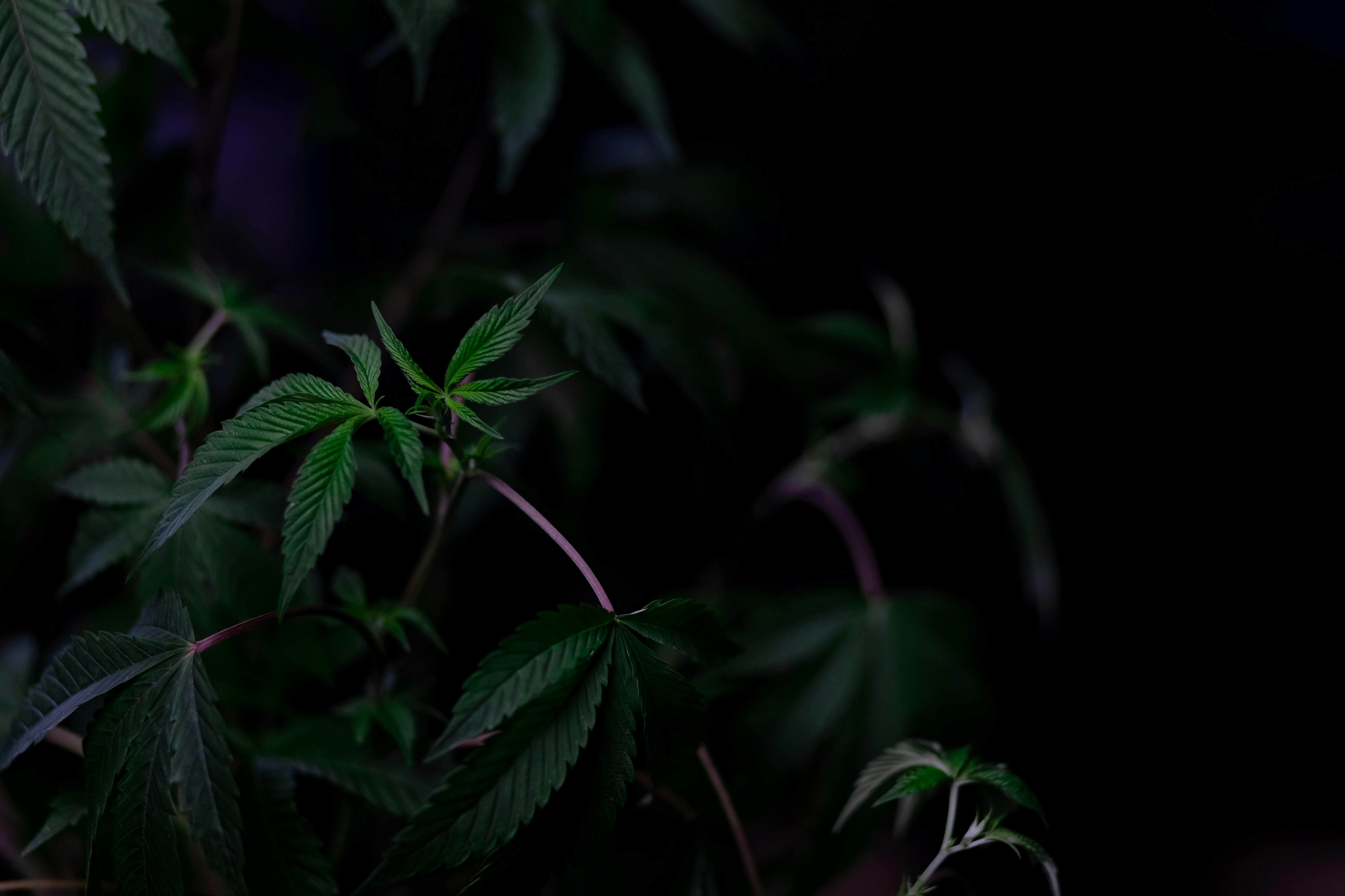 Photo of Cannabis Plant on Dark Background · Free
